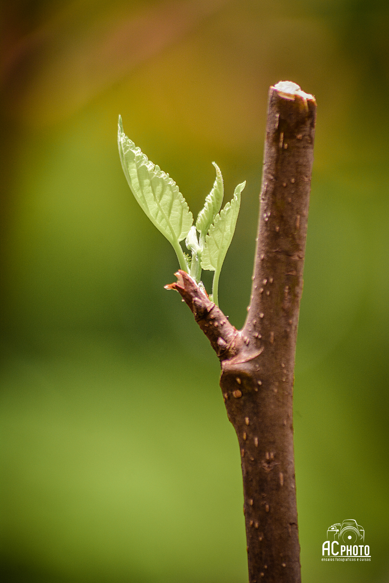 Sigma 70-300mm F4-5.6 APO DG Macro sample photo. Broto photography