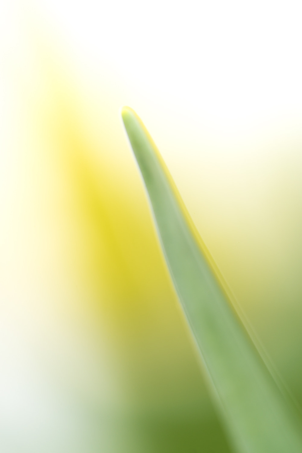 Sony a7R + Sony FE 90mm F2.8 Macro G OSS sample photo. Hint of spring photography