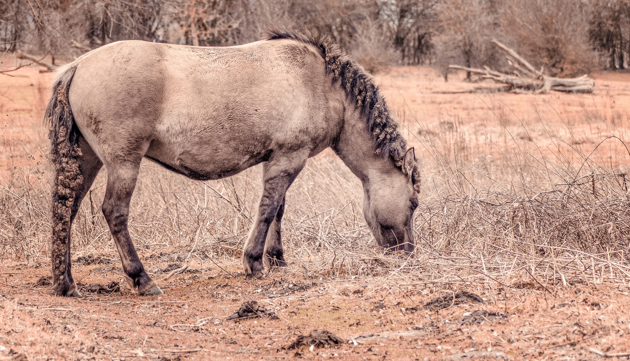 Nikon D7200 sample photo. Cheval sauvage photography