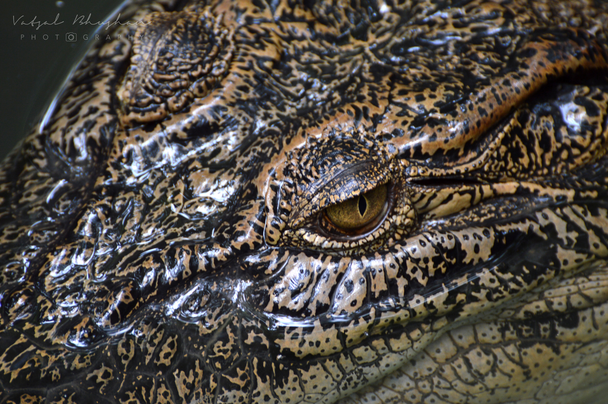 Nikon D3200 sample photo. The eye of a predator photography