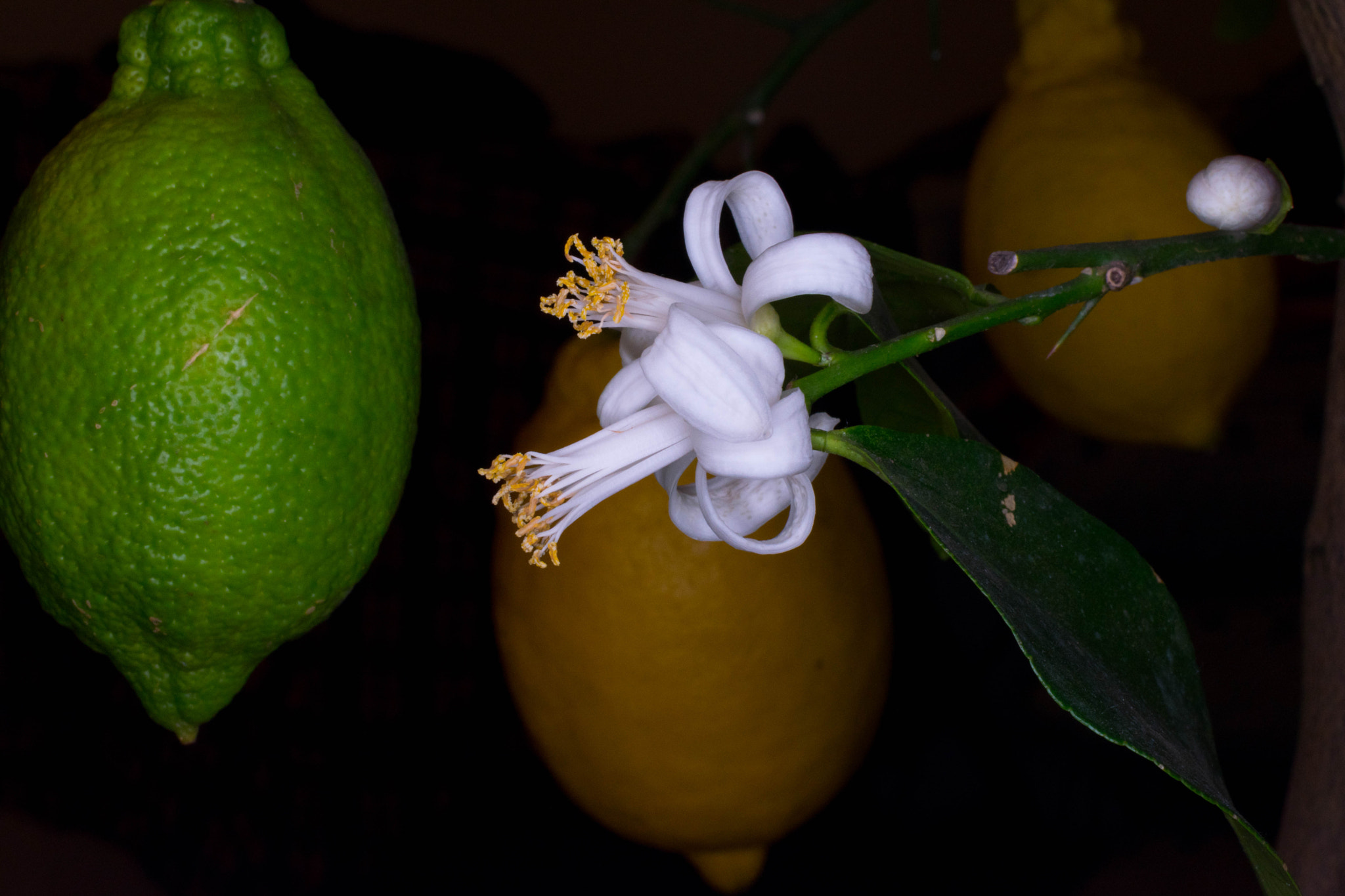 Nikon AF-S DX Micro Nikkor 40mm F2.8 sample photo. Flowers photography