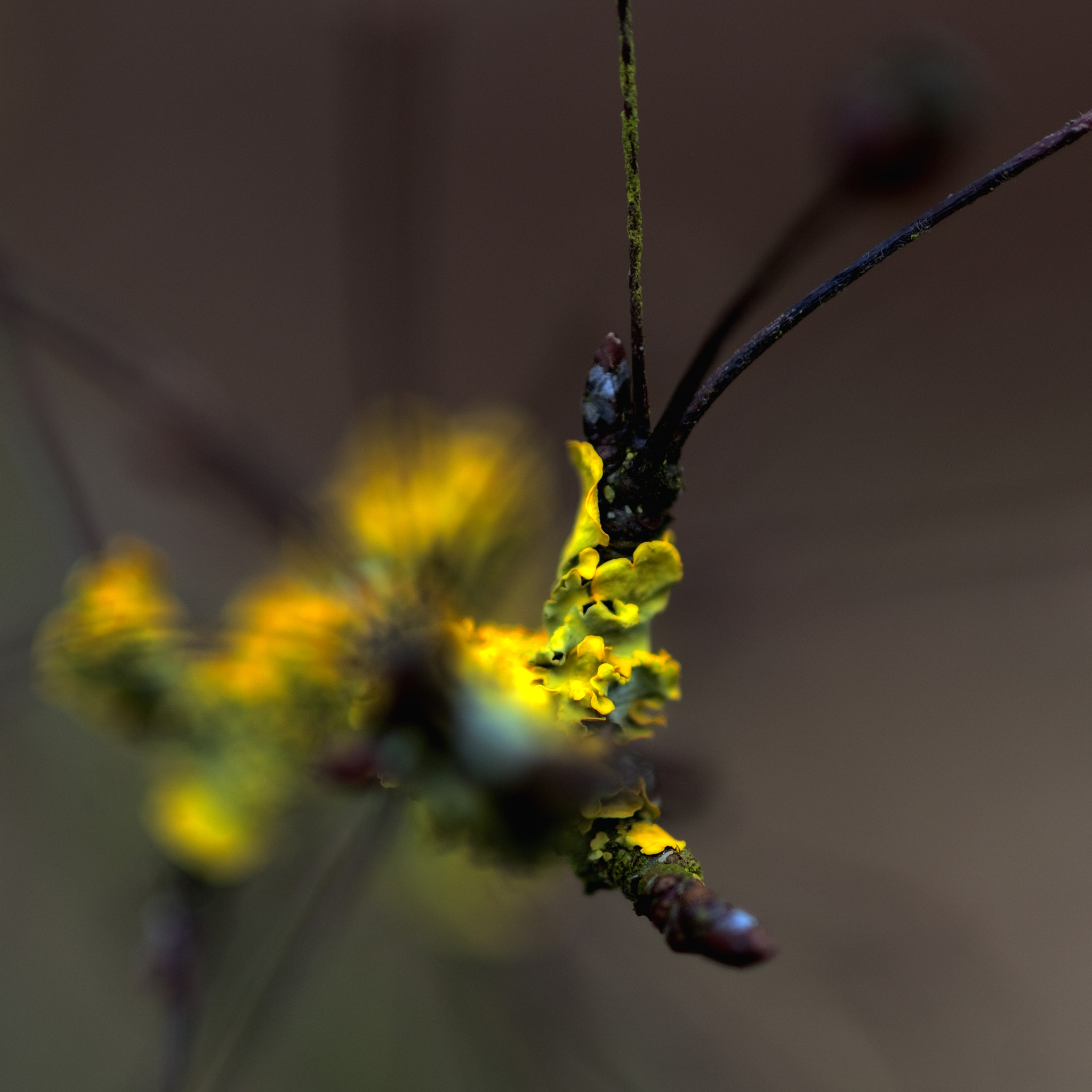 Nikon AF-S Micro-Nikkor 105mm F2.8G IF-ED VR sample photo. Zomaar1 photography