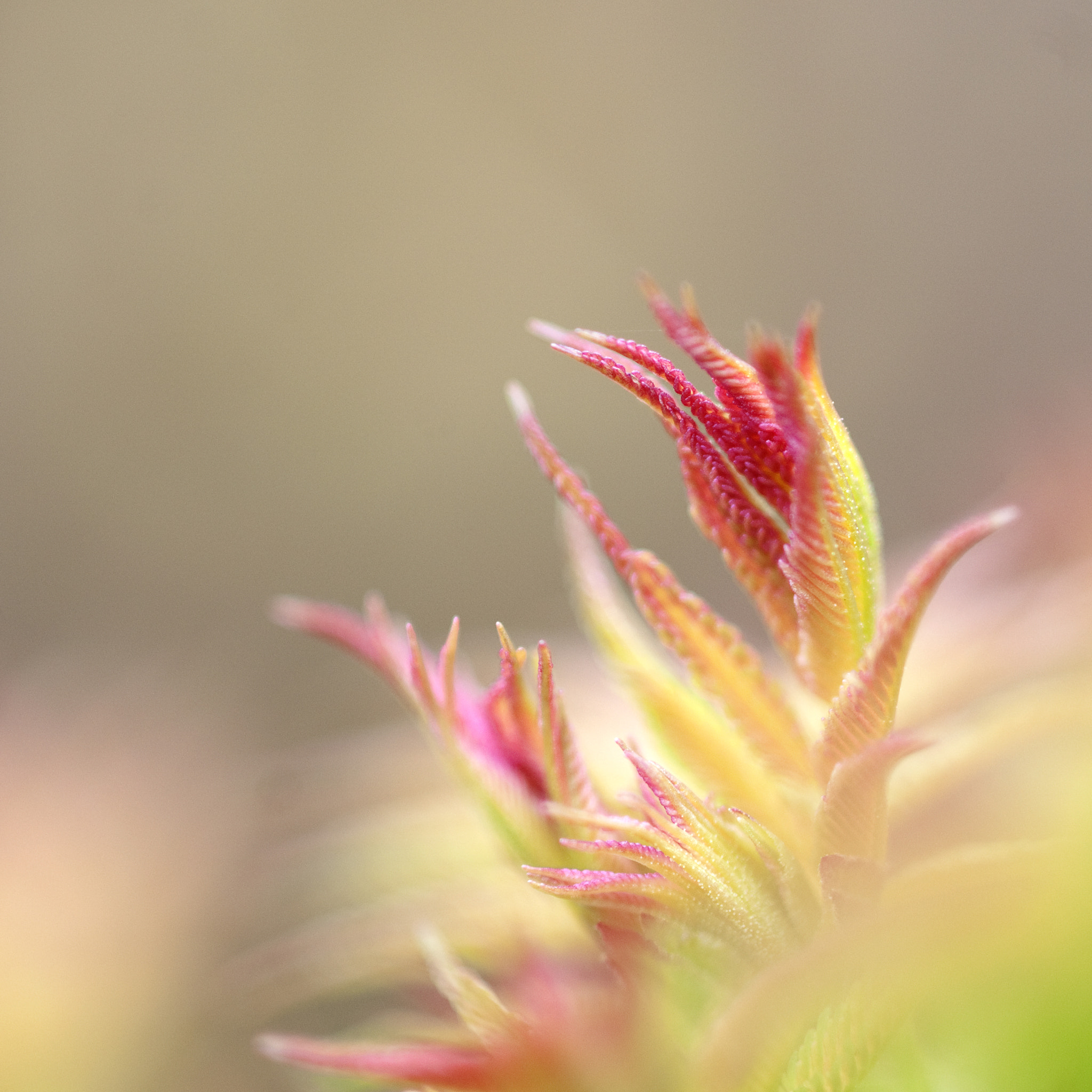 Nikon AF-S Micro-Nikkor 105mm F2.8G IF-ED VR sample photo. Soft photography