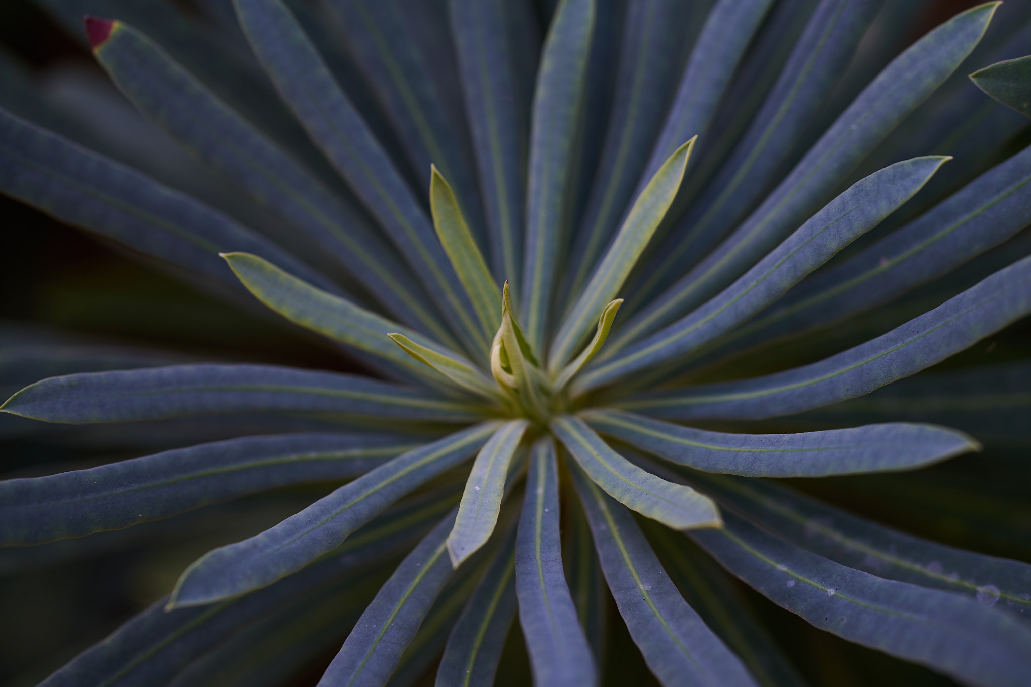 Sony a7 + Sony FE 90mm F2.8 Macro G OSS sample photo. Abg_20170225_06 photography