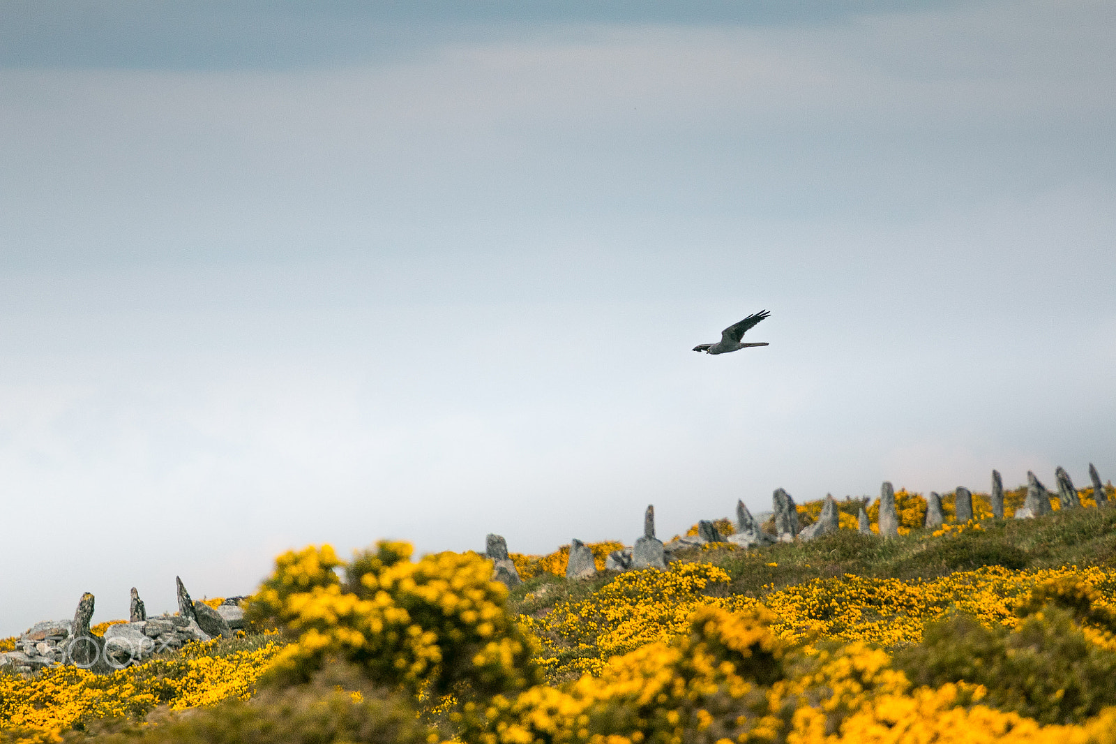 Canon EOS 70D + Canon EF 70-200mm F4L USM sample photo. Montagu’s harrier - circus pygargus photography