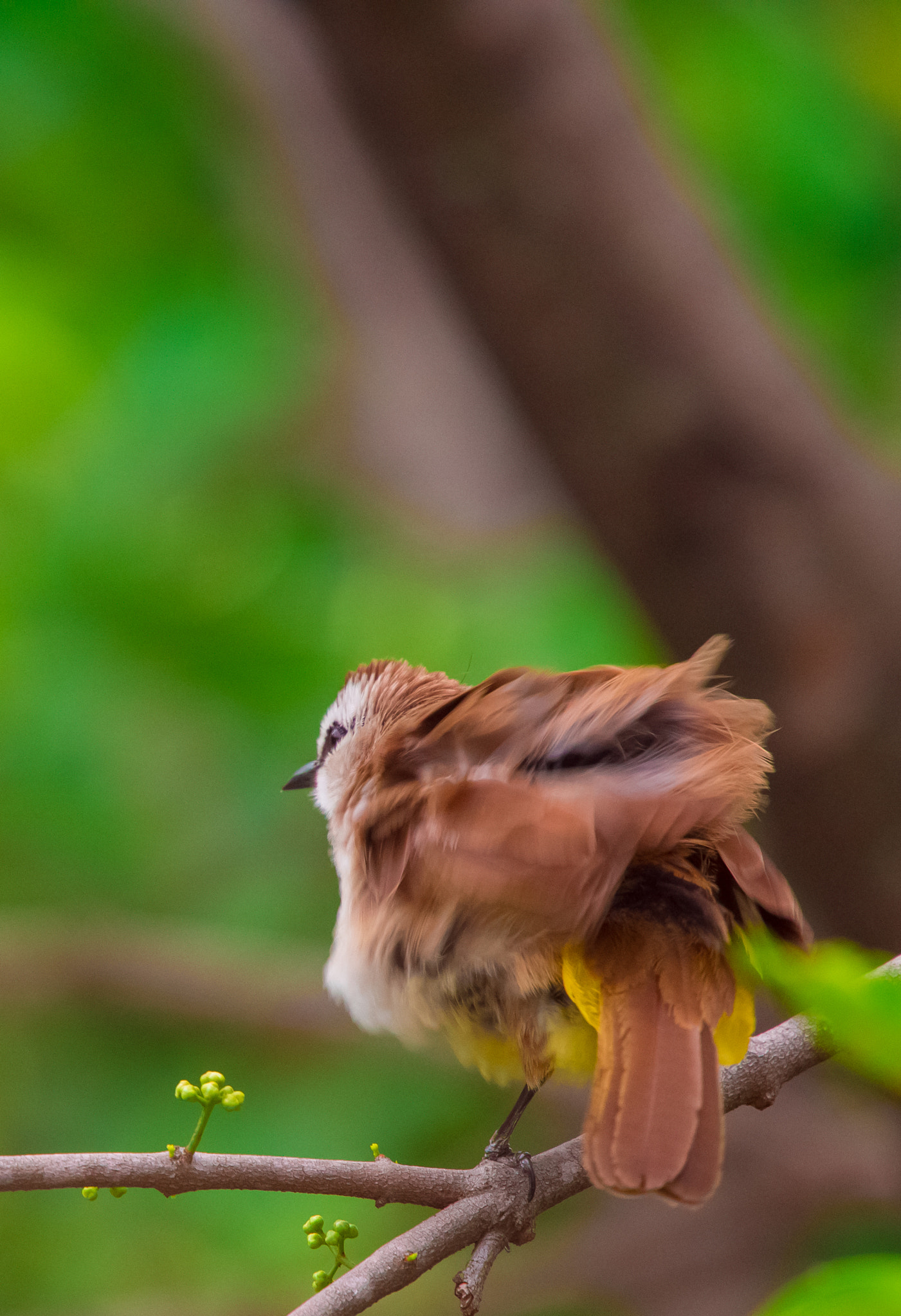 Nikon Nikkor AF-S 300mm F4E PF ED VR sample photo. Flutter photography