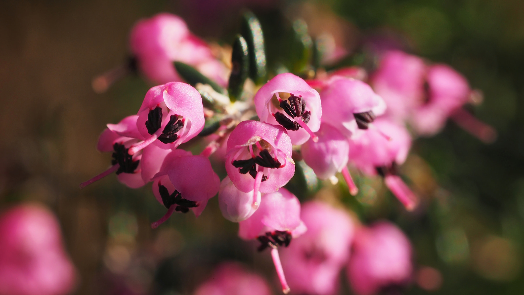 Olympus M.Zuiko Digital ED 60mm F2.8 Macro sample photo. Erica canaliculata photography