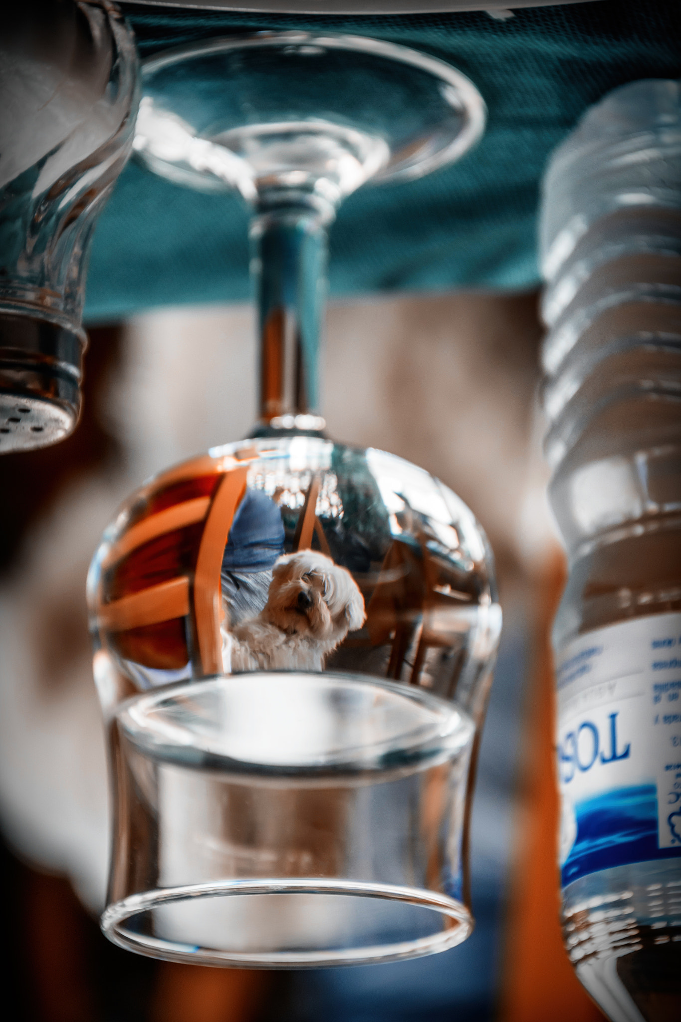 Nikon D810 sample photo. One dog one cup  :) photography