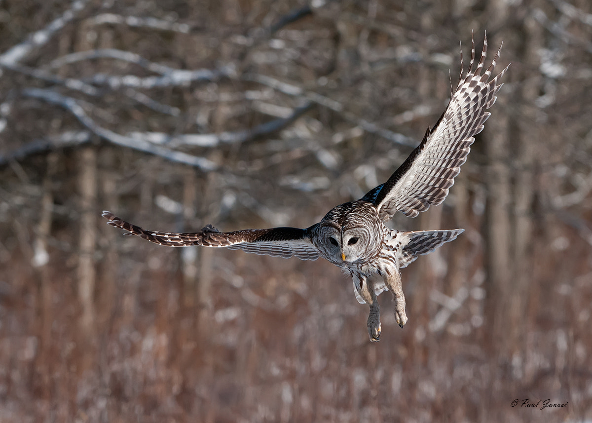 Nikon D300 + Nikon AF-S Nikkor 200-400mm F4G ED-IF VR sample photo. Barred owl photography