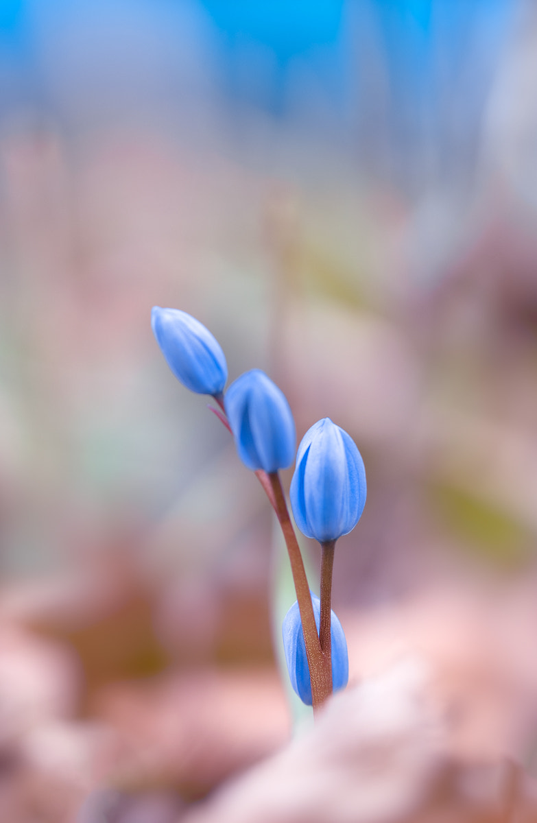 Sigma 105mm F2.8 EX DG OS HSM sample photo. Blaustern vor dem aufblühen photography