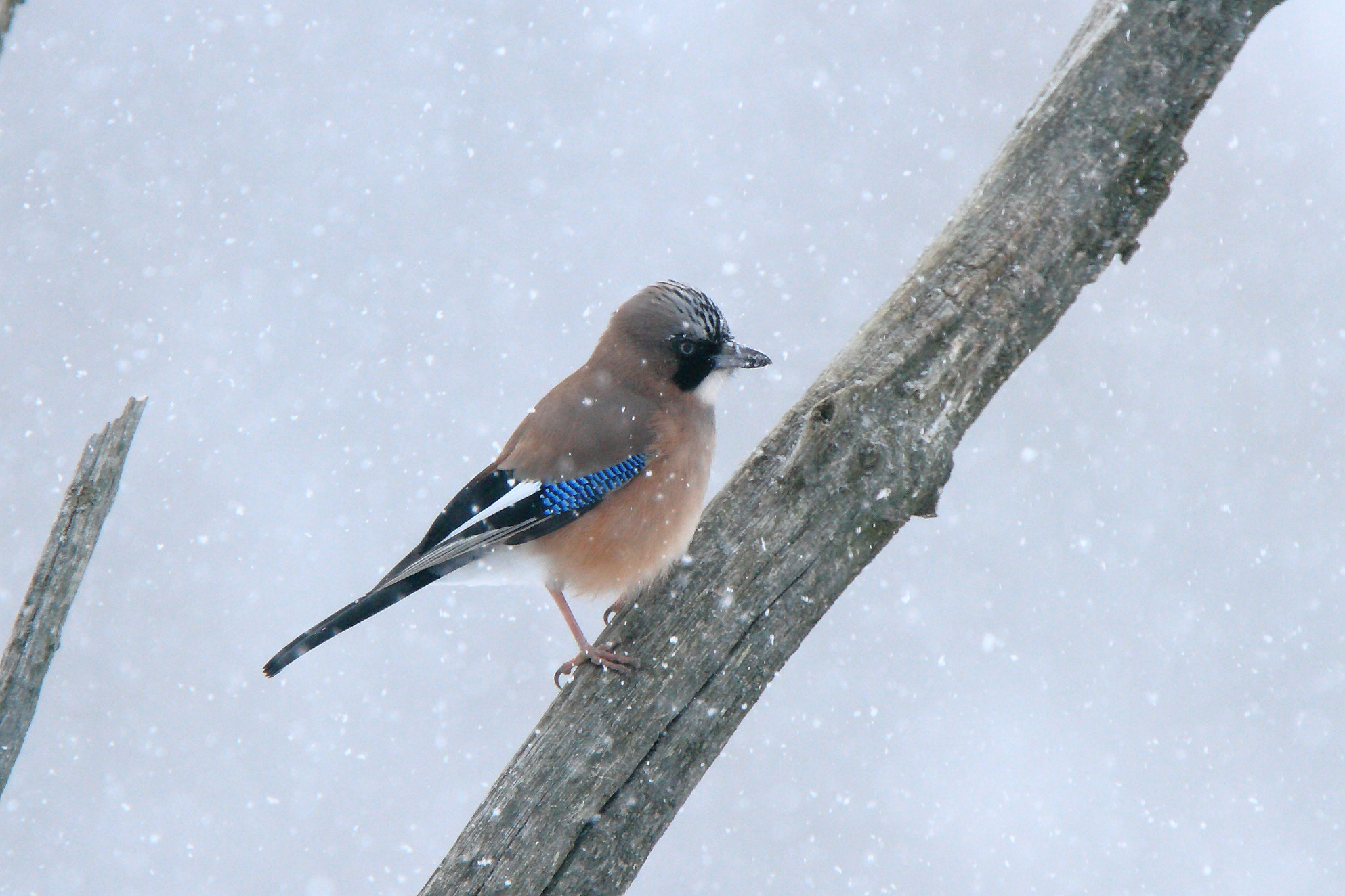 Canon EF 400mm F4.0 DO IS USM sample photo. Garrulus glandarius photography