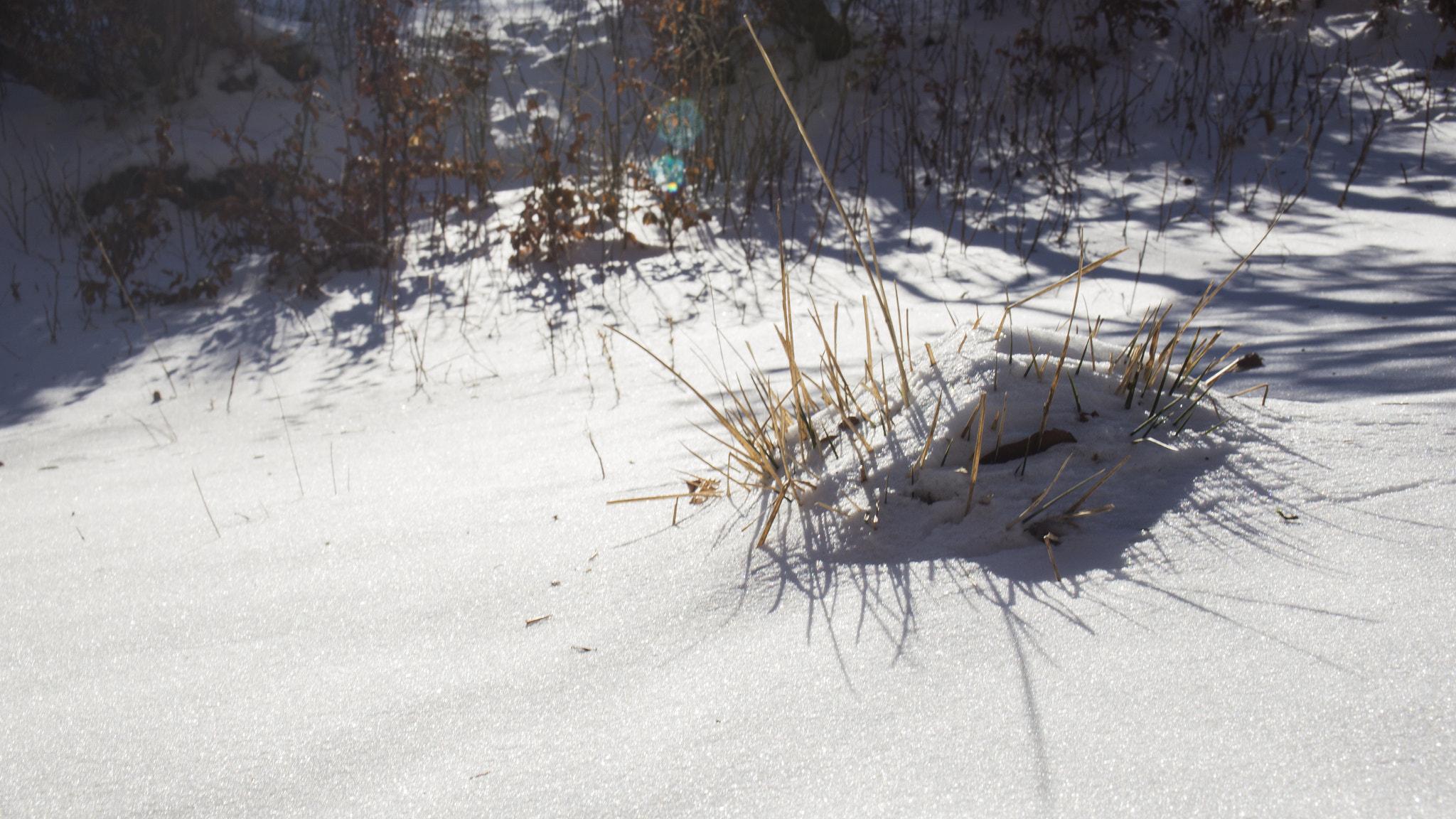Canon EOS 6D sample photo. Snow hedgehog photography