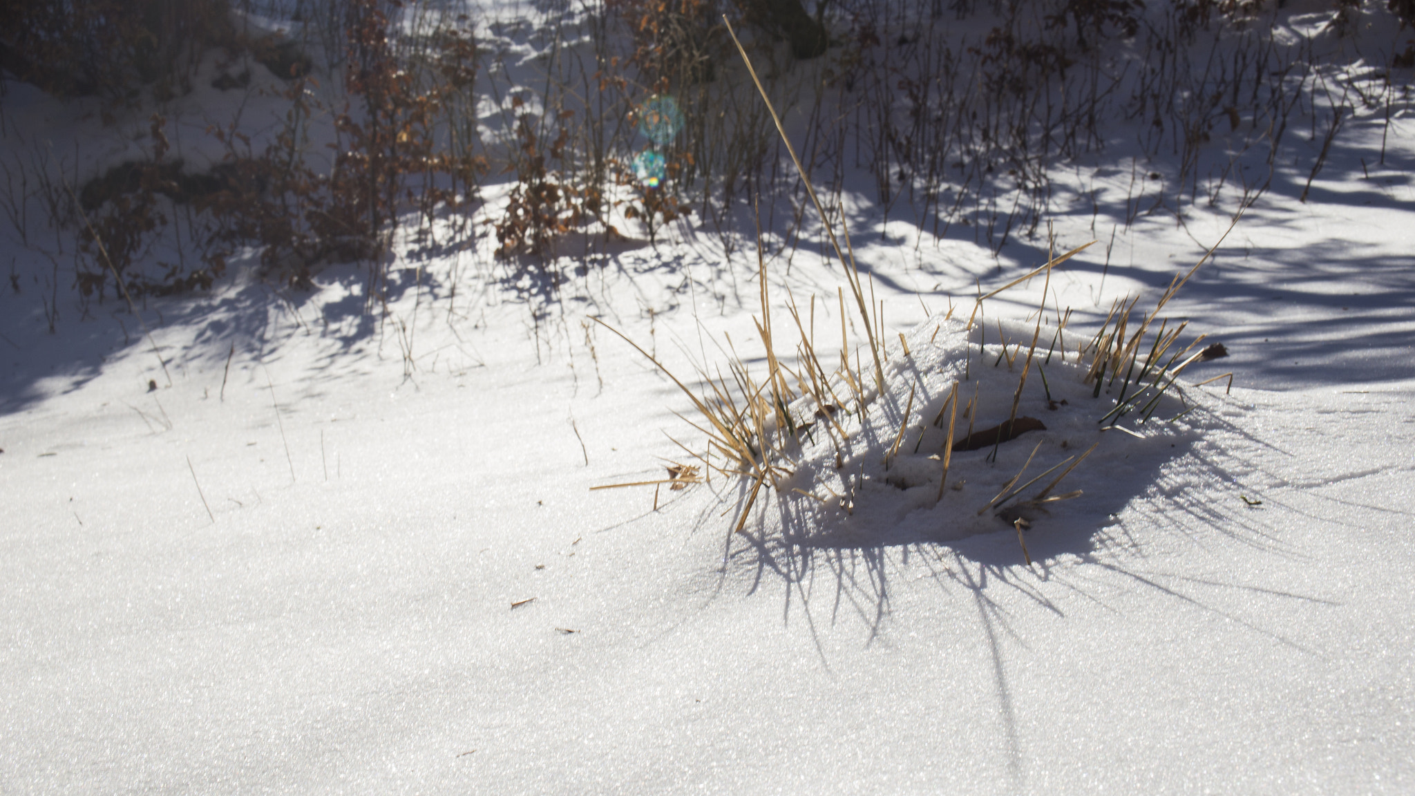 Canon EOS 6D + Canon EF 22-55mm f/4-5.6 USM sample photo. Snow hedgehog photography