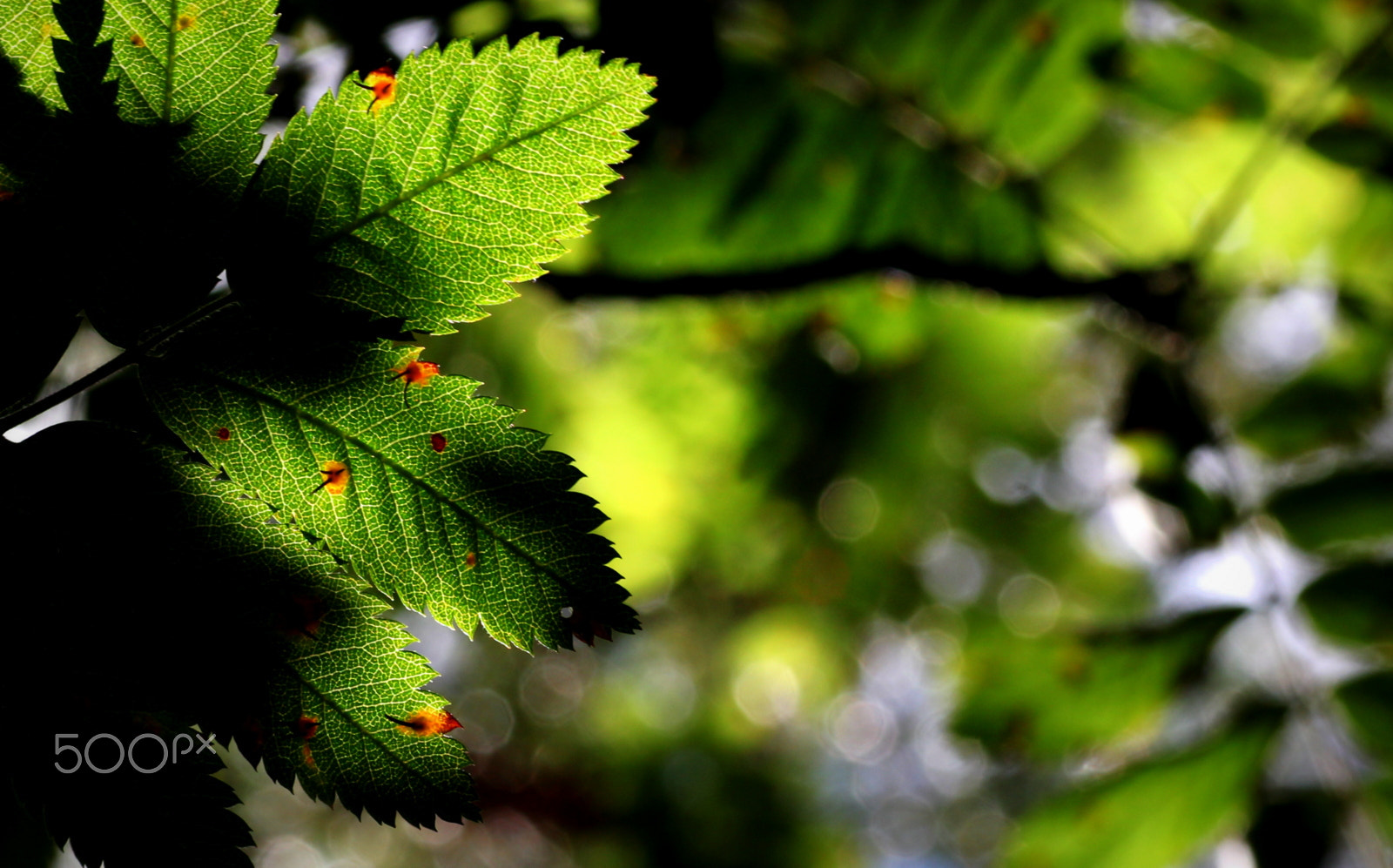 Canon EOS 550D (EOS Rebel T2i / EOS Kiss X4) + Tamron SP AF 90mm F2.8 Di Macro sample photo. Redspotted greenleaves photography