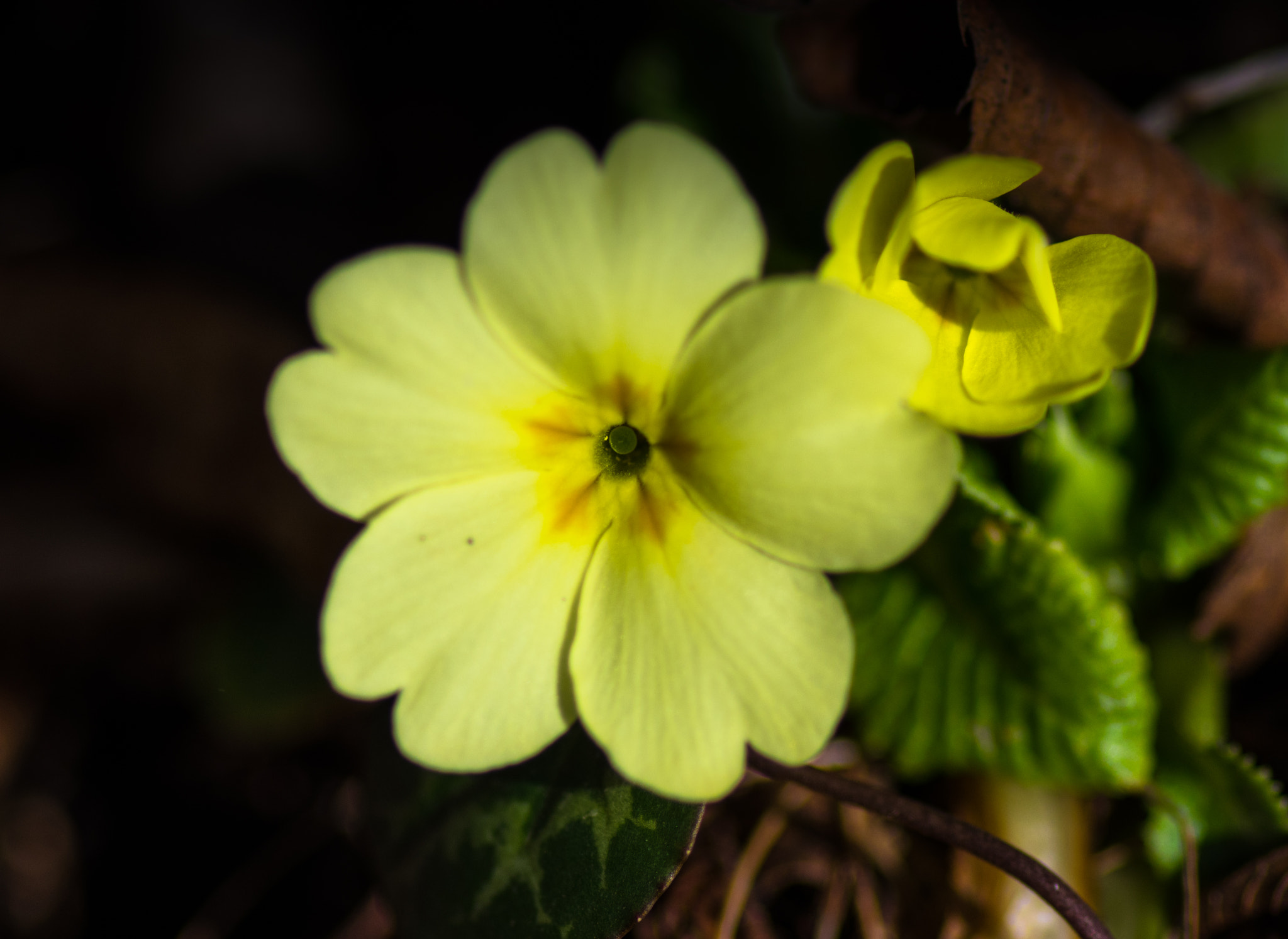 Pentax smc D-FA 100mm F2.8 Macro WR sample photo. Primrose... photography