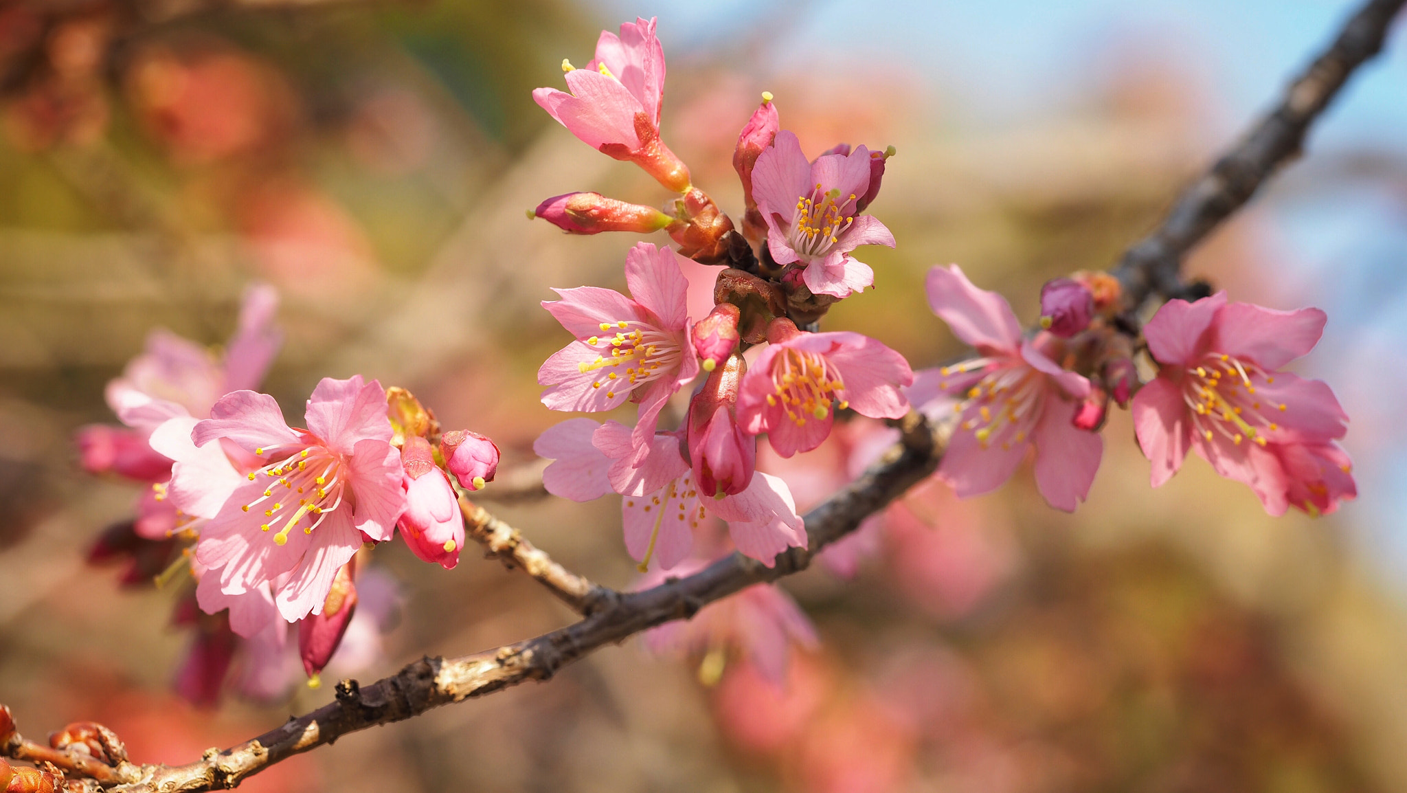 Olympus M.Zuiko Digital ED 60mm F2.8 Macro sample photo. Prunus incisa photography