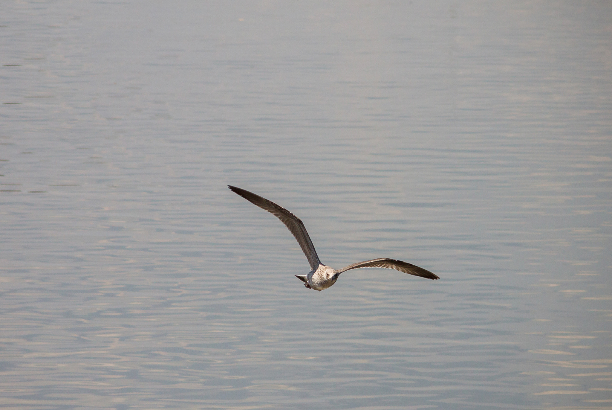 Canon EOS 500D (EOS Rebel T1i / EOS Kiss X3) + Canon EF 70-210mm f/4 sample photo. Flight of bird photography