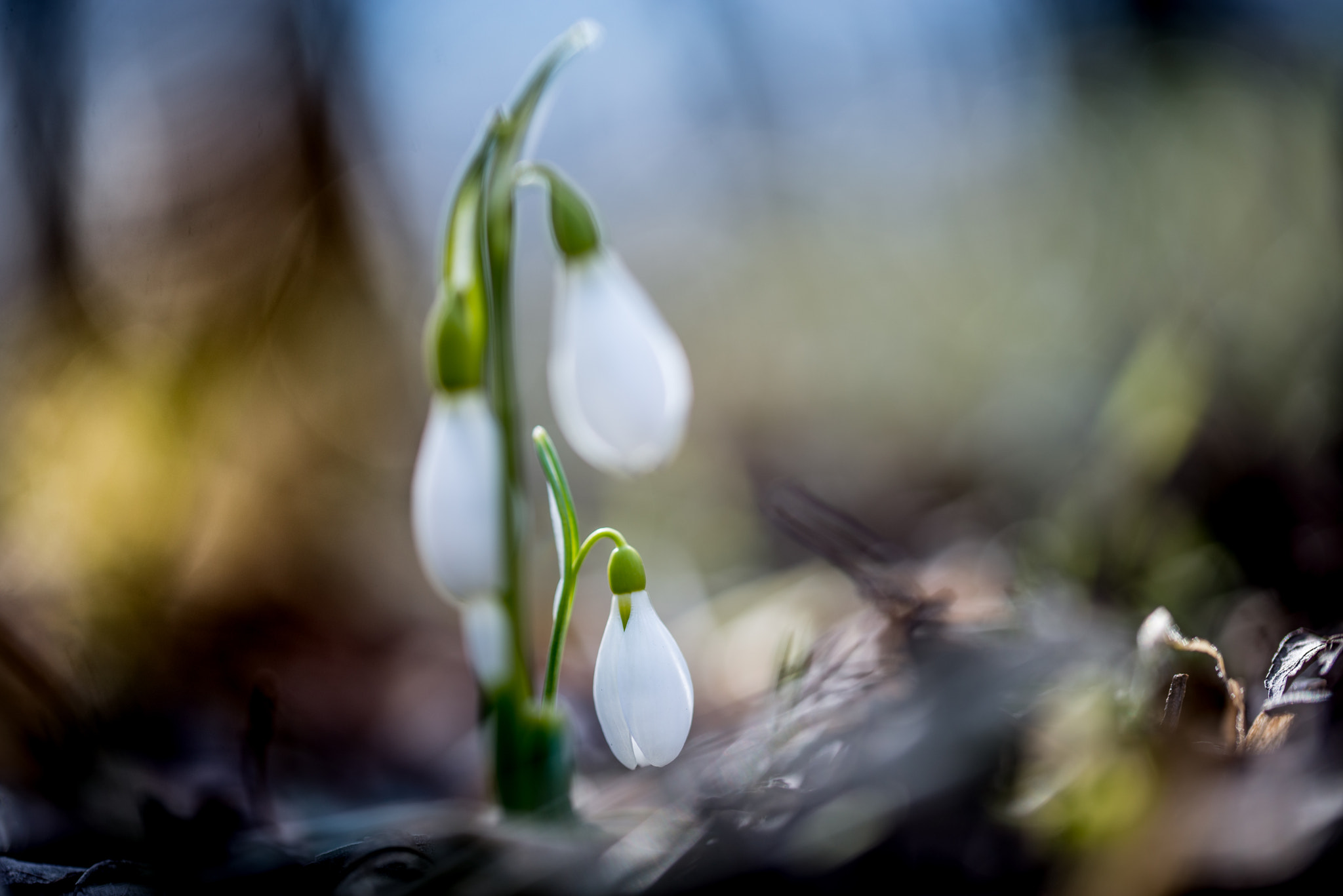 Sigma 105mm F2.8 EX DG OS HSM sample photo. Snowdrop photography