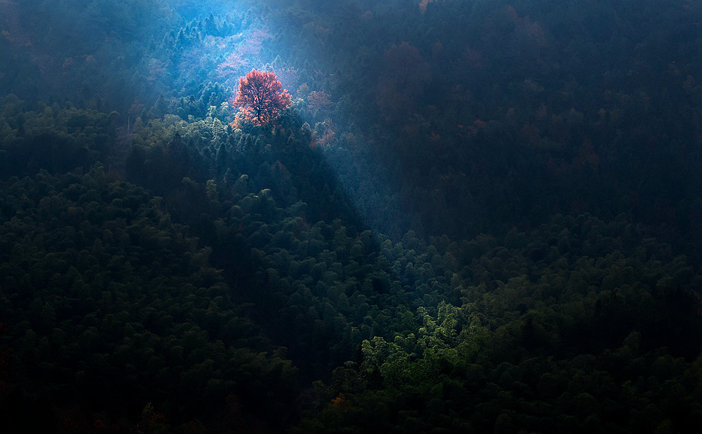 Canon EOS 70D + Canon EF 70-200mm F4L USM sample photo. () photography