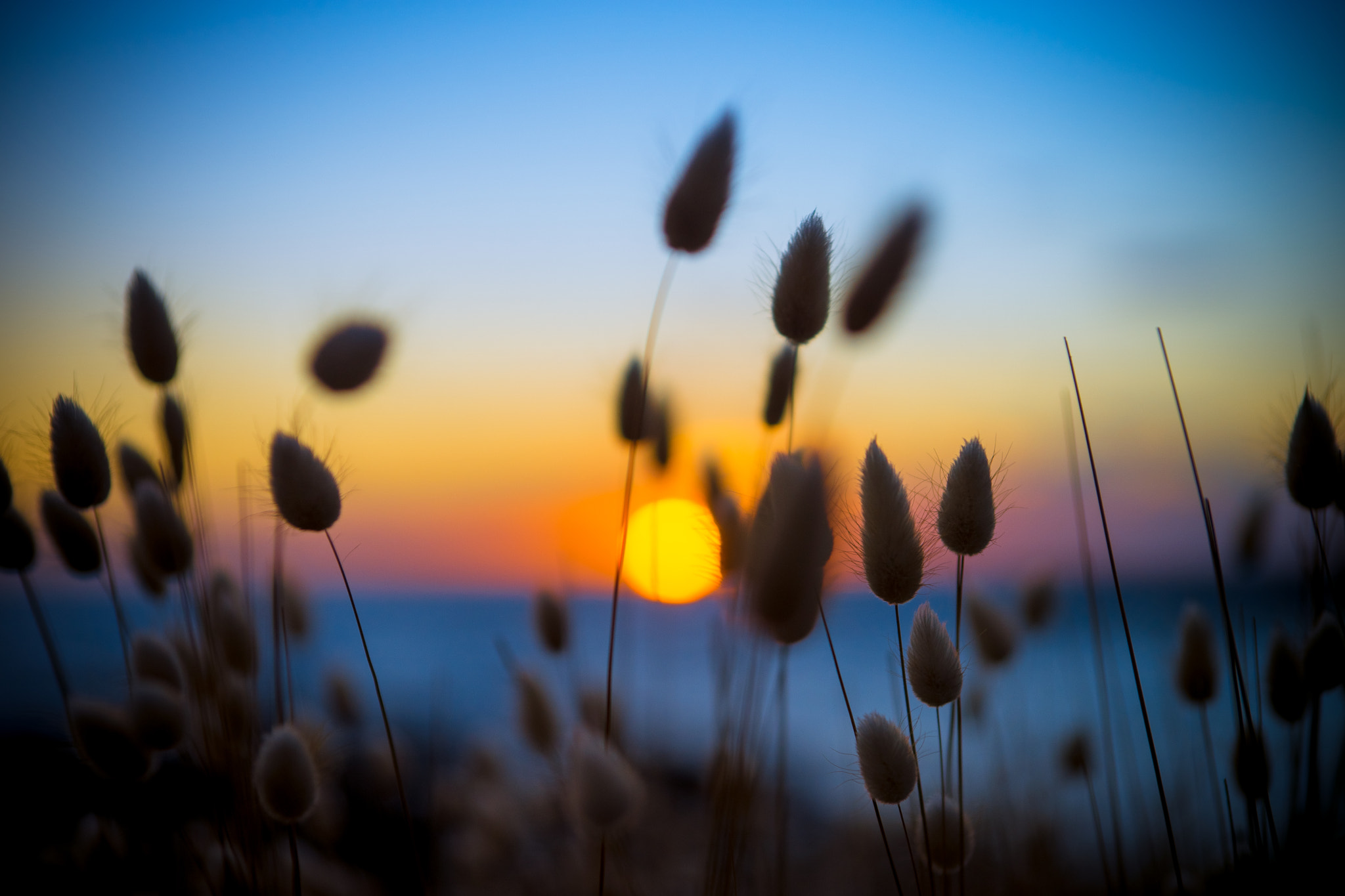 Sony SLT-A99V sample photo. Sunset bokeh photography