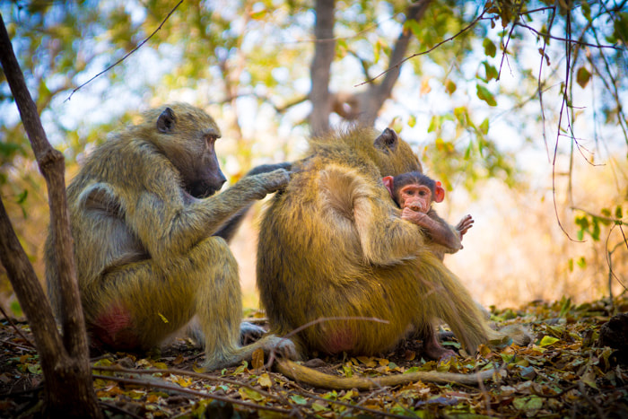 Sony SLT-A99V sample photo. Yellow baboons photography