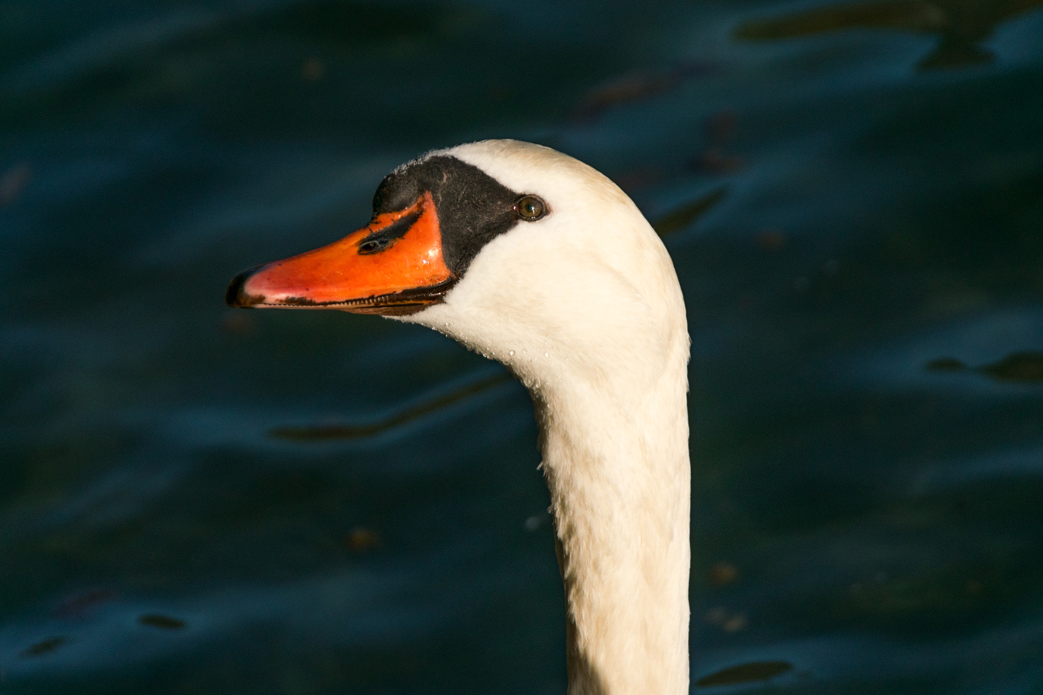 Sigma 18-250mm F3.5-6.3 DC Macro OS HSM sample photo. Cygne photography