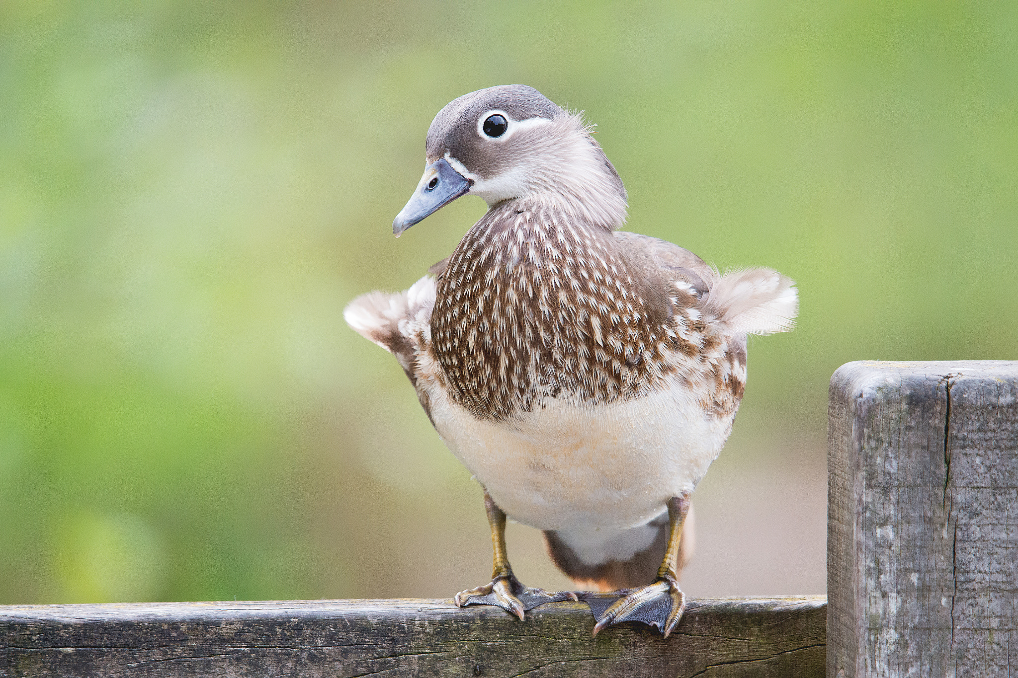 Nikon D800 sample photo. Mandarin duck (female) photography