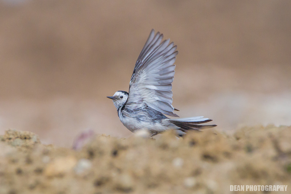Tamron SP 150-600mm F5-6.3 Di VC USD sample photo. Ready photography