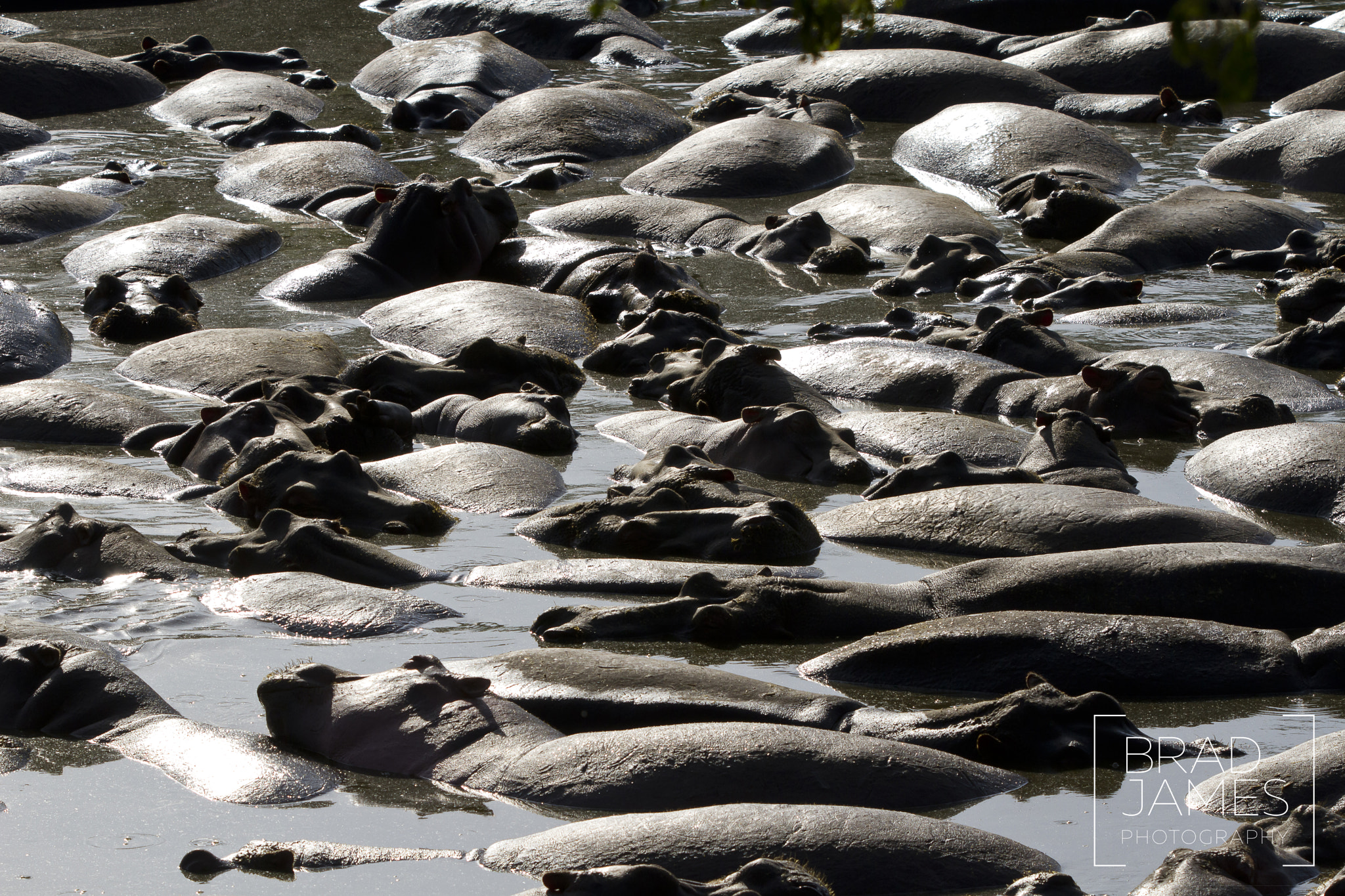 Canon EF 70-200mm F2.8L IS USM sample photo. Heaps of hippos photography