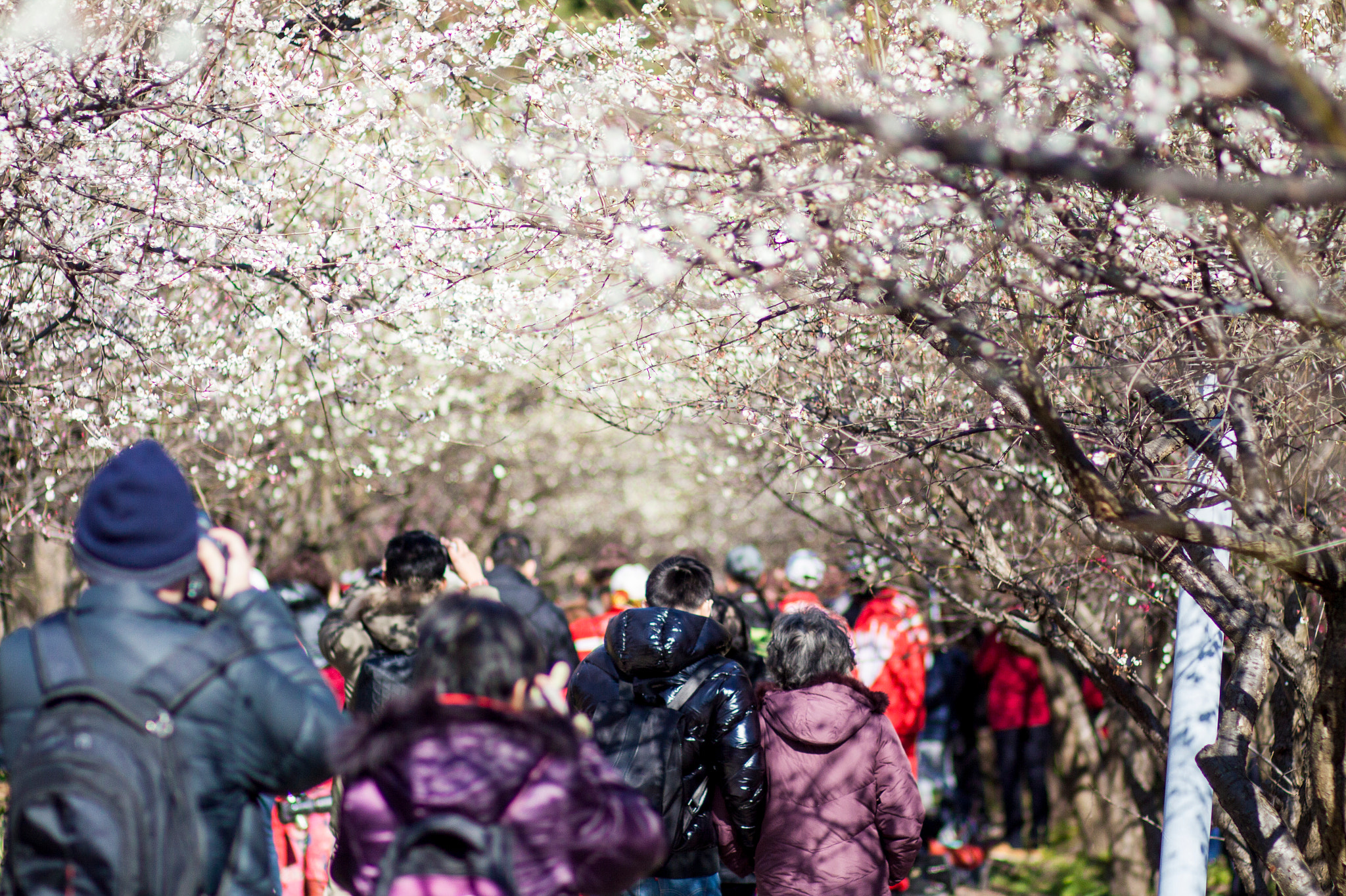 Canon EOS 50D + Canon EF 85mm F1.8 USM sample photo. Flower season photography