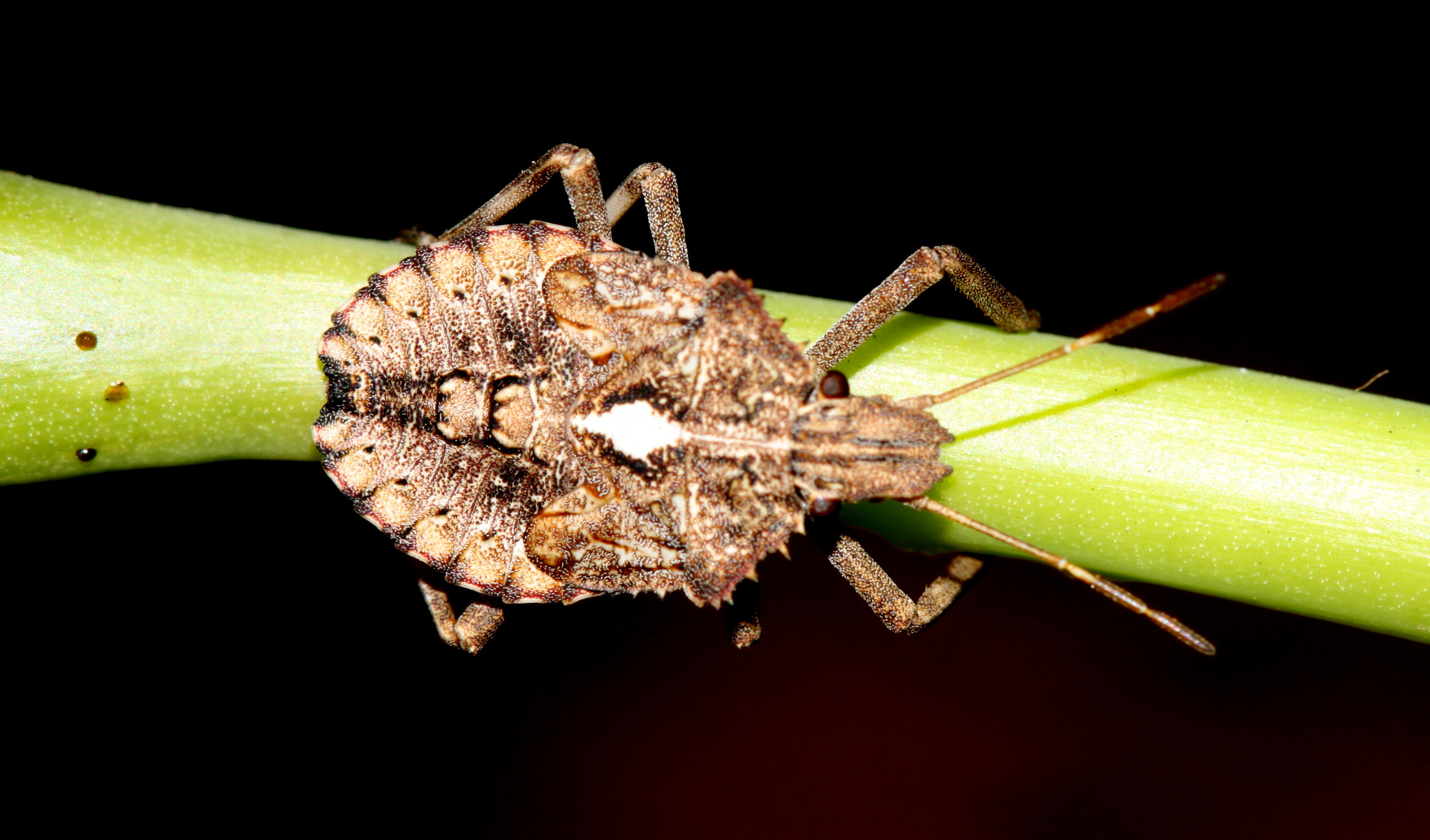 Canon EF 100mm F2.8 Macro USM sample photo. Img photography