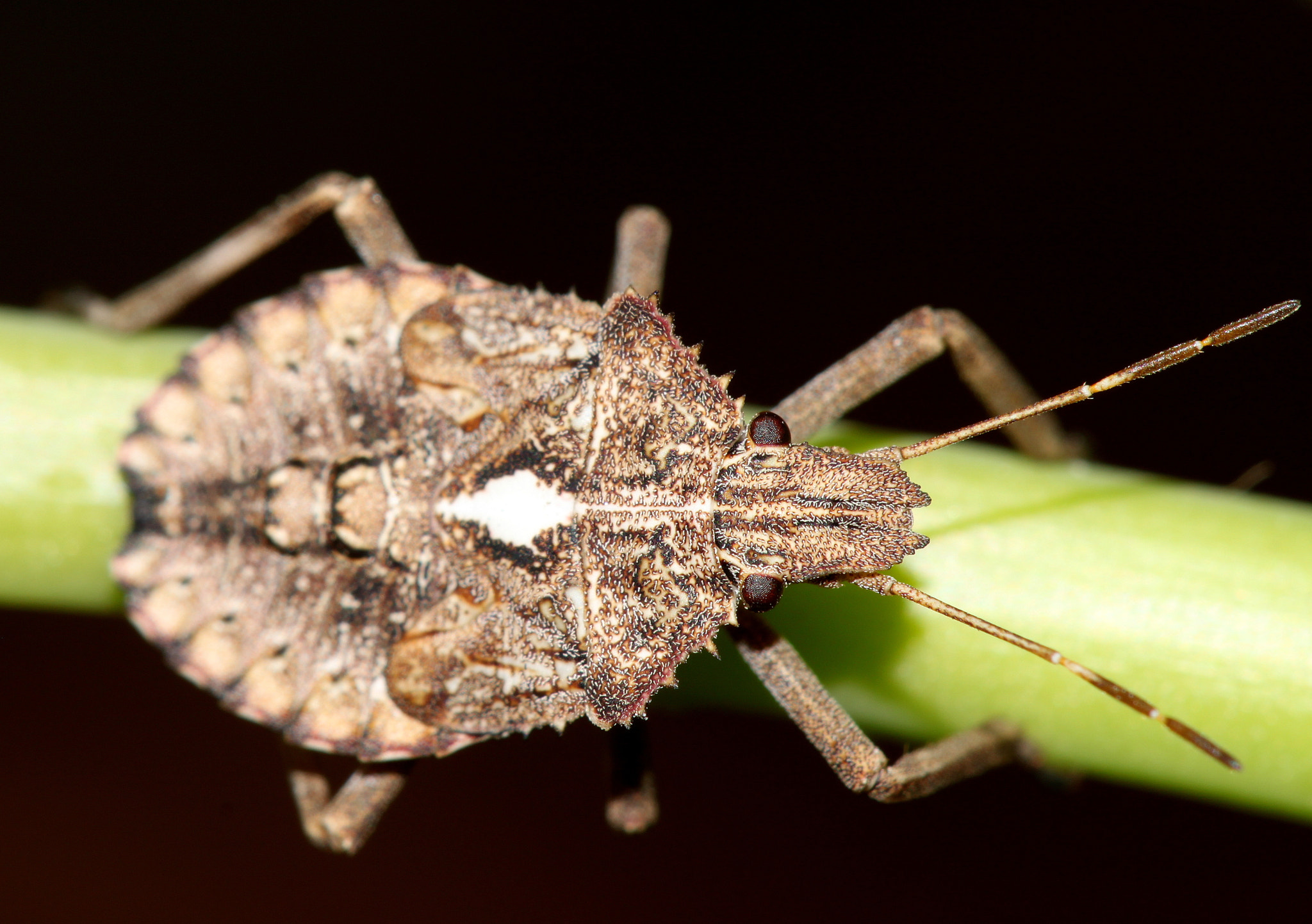 Canon EF 100mm F2.8 Macro USM sample photo. Img photography