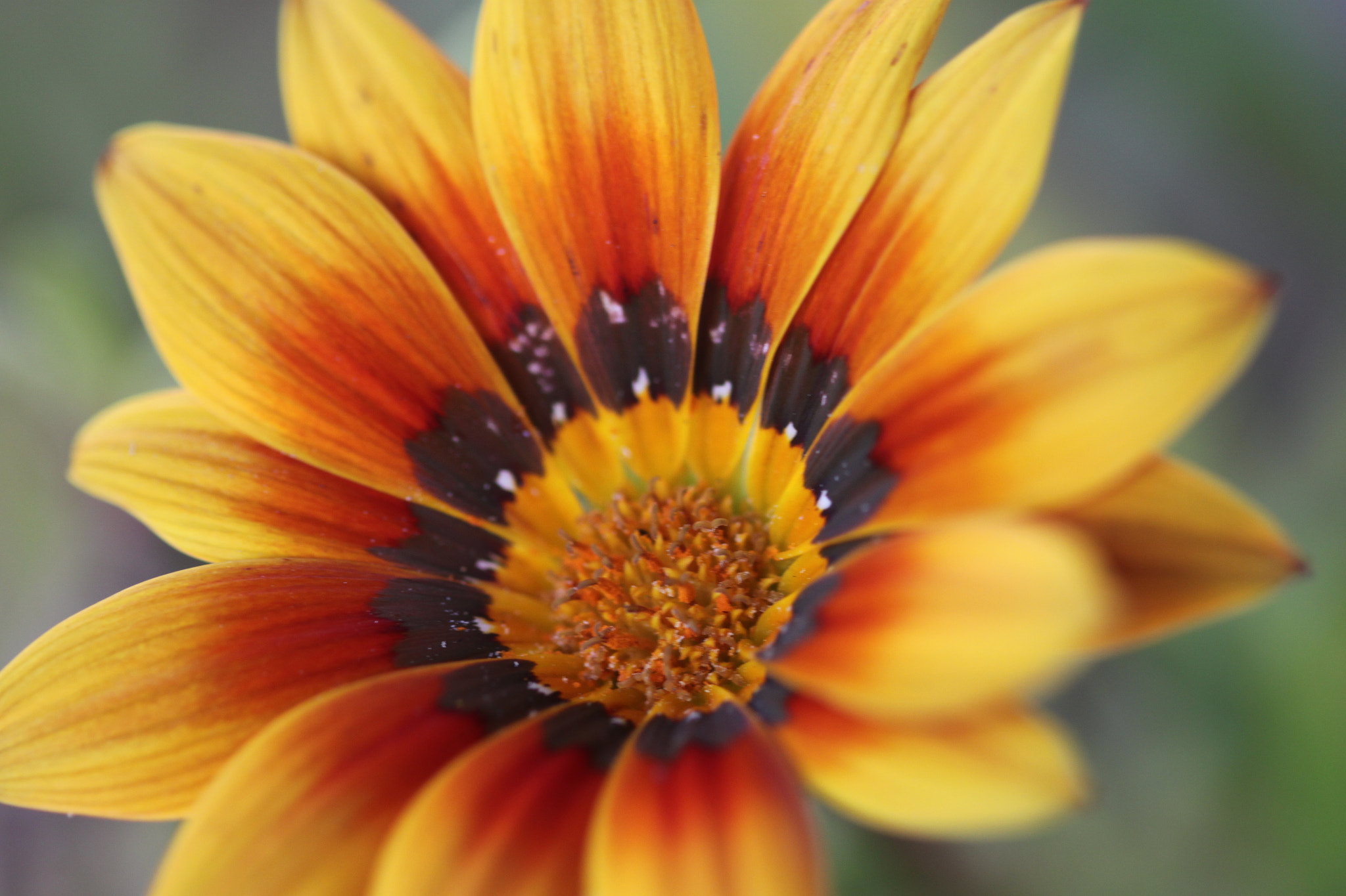 Canon EF 100mm F2.8 Macro USM sample photo. Img photography