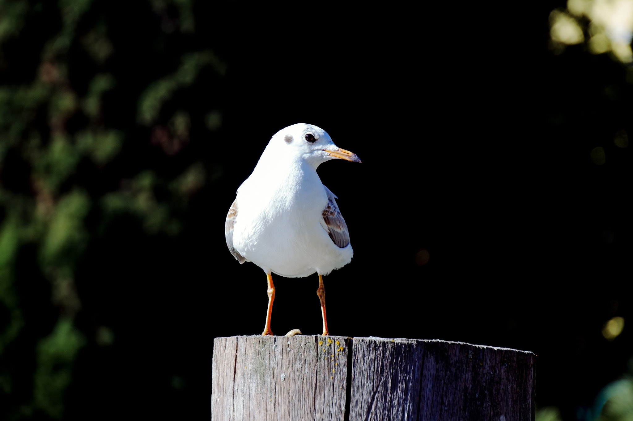 Canon EOS 60D sample photo. Are you kiddin' me ? photography