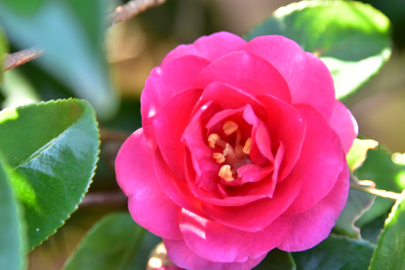Nikon D5500 sample photo