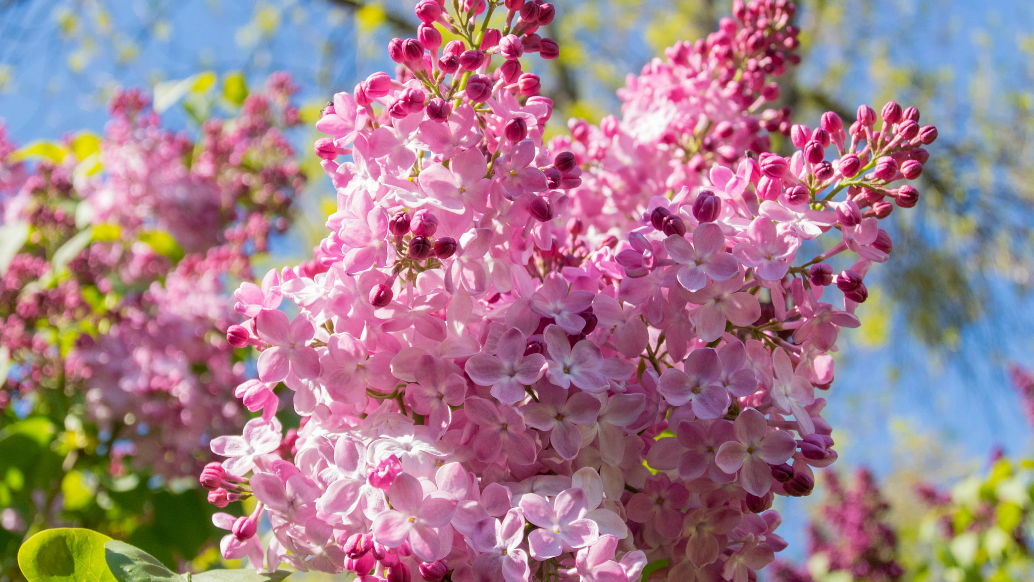 Nikon 1 Nikkor 11-27.5mm F3.5-5.6 sample photo. Solar lilac photography