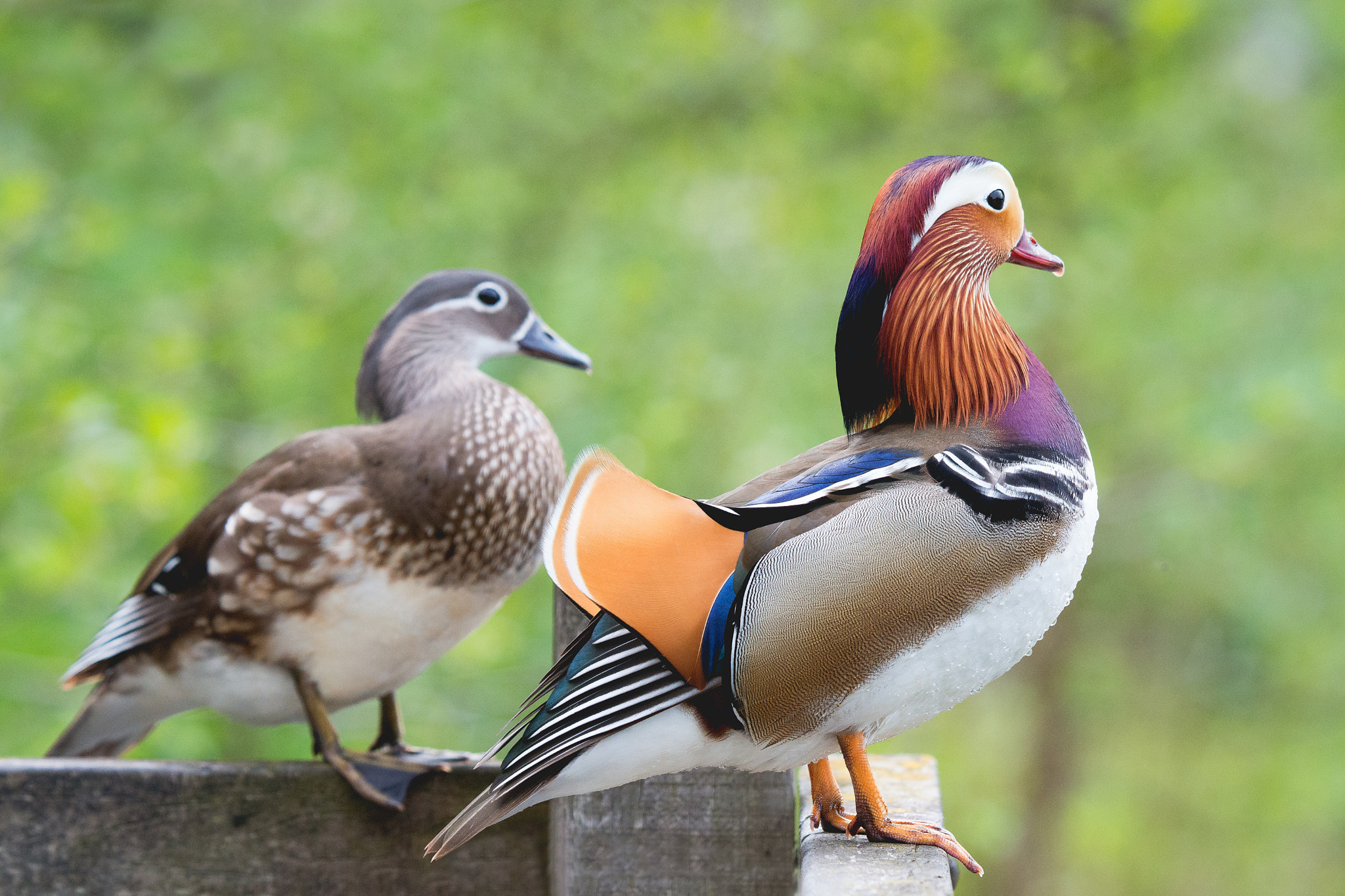 Nikon D800 sample photo. Mandarin duck photography