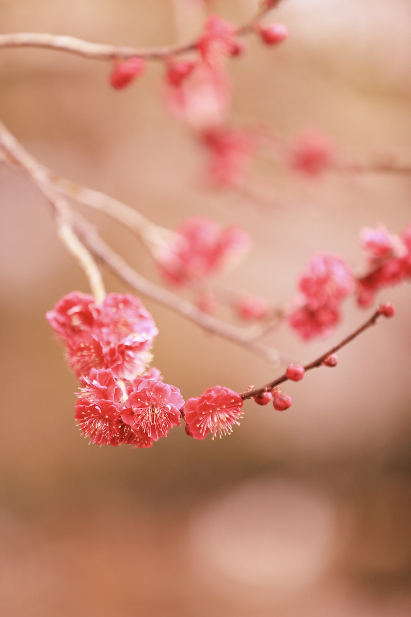 Canon EOS-1D X Mark II sample photo. Plum photography