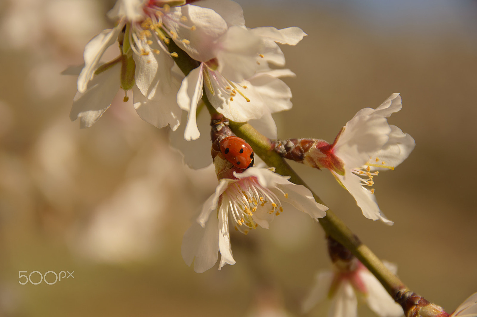 Nikon D3200 + Sigma 17-70mm F2.8-4 DC Macro OS HSM | C sample photo. Coccinellidae photography