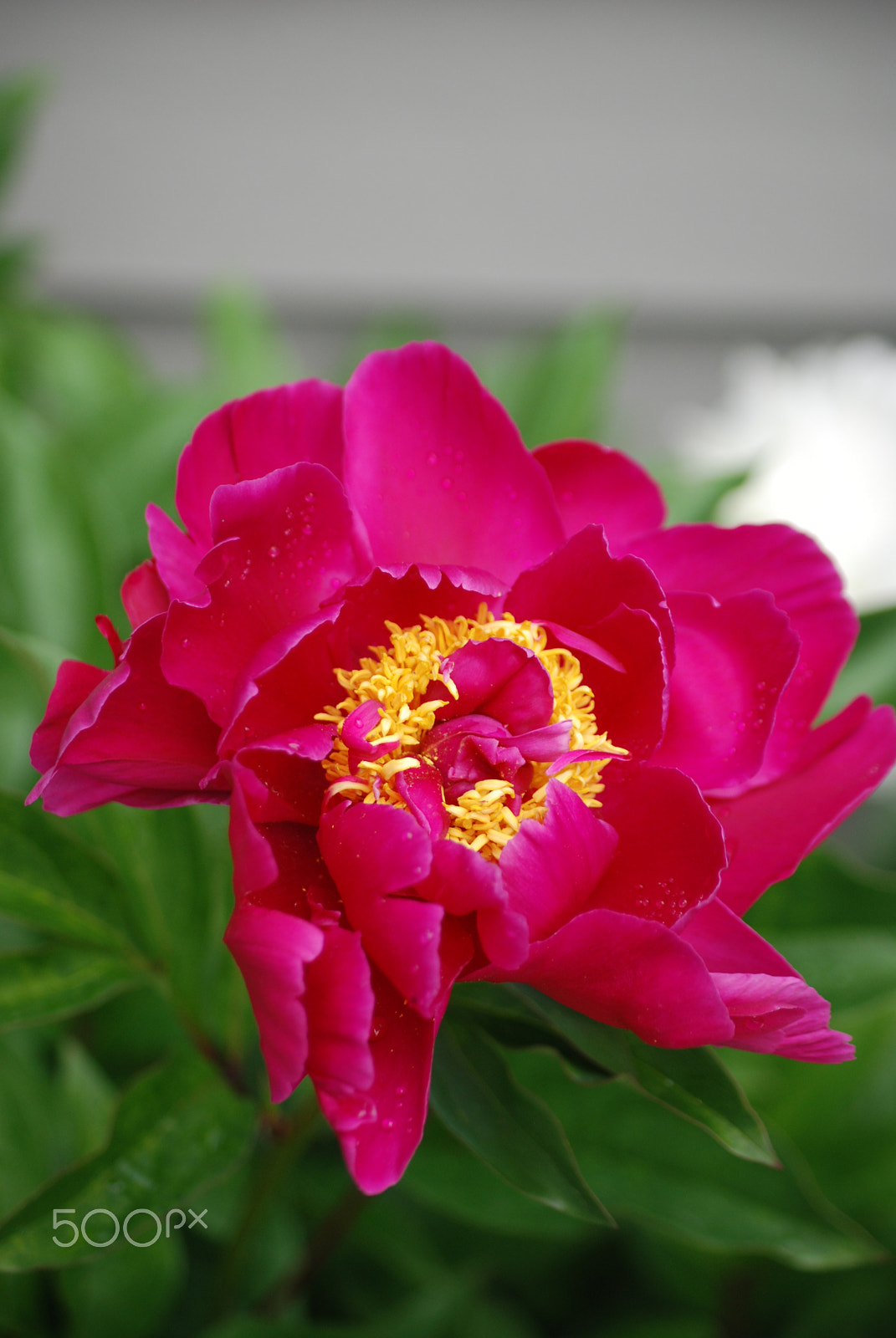 Nikon D80 sample photo. W.t.rolfsen photography