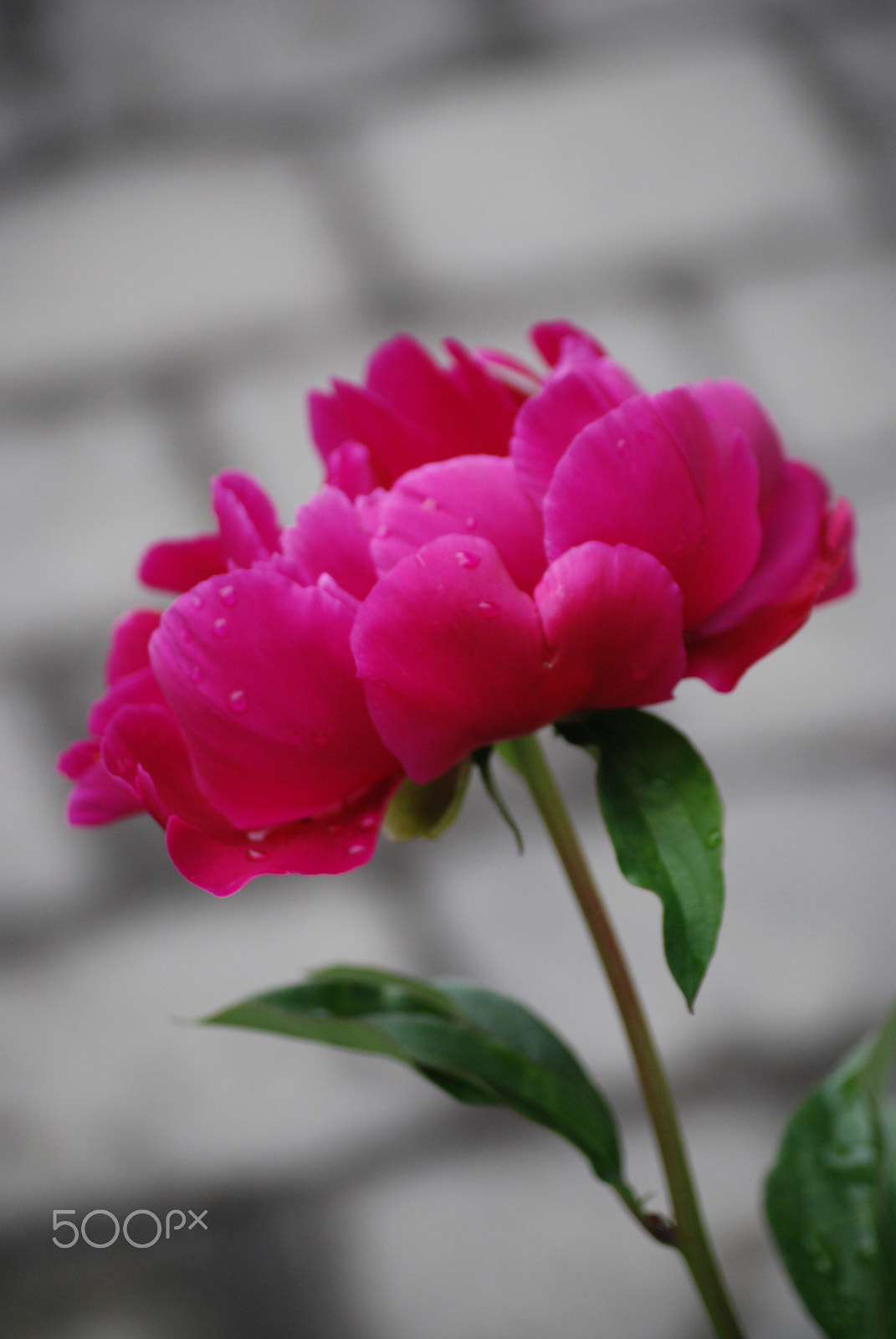Nikon D80 sample photo. W.t.rolfsen photography