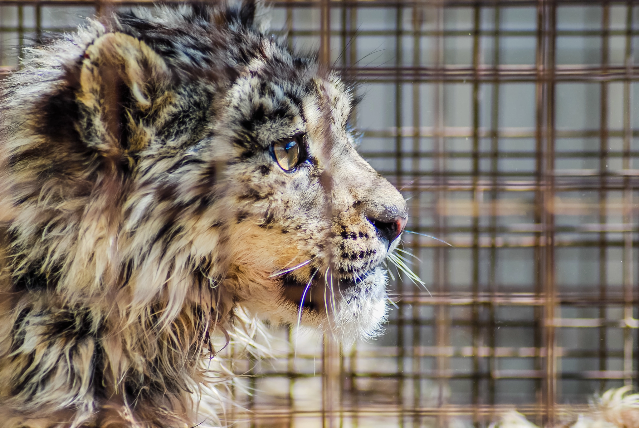 Nikon D80 sample photo. The king of himalayas. photography