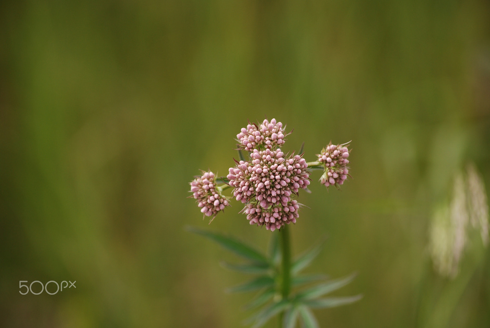 Nikon D80 sample photo. W.t.rolfsen photography