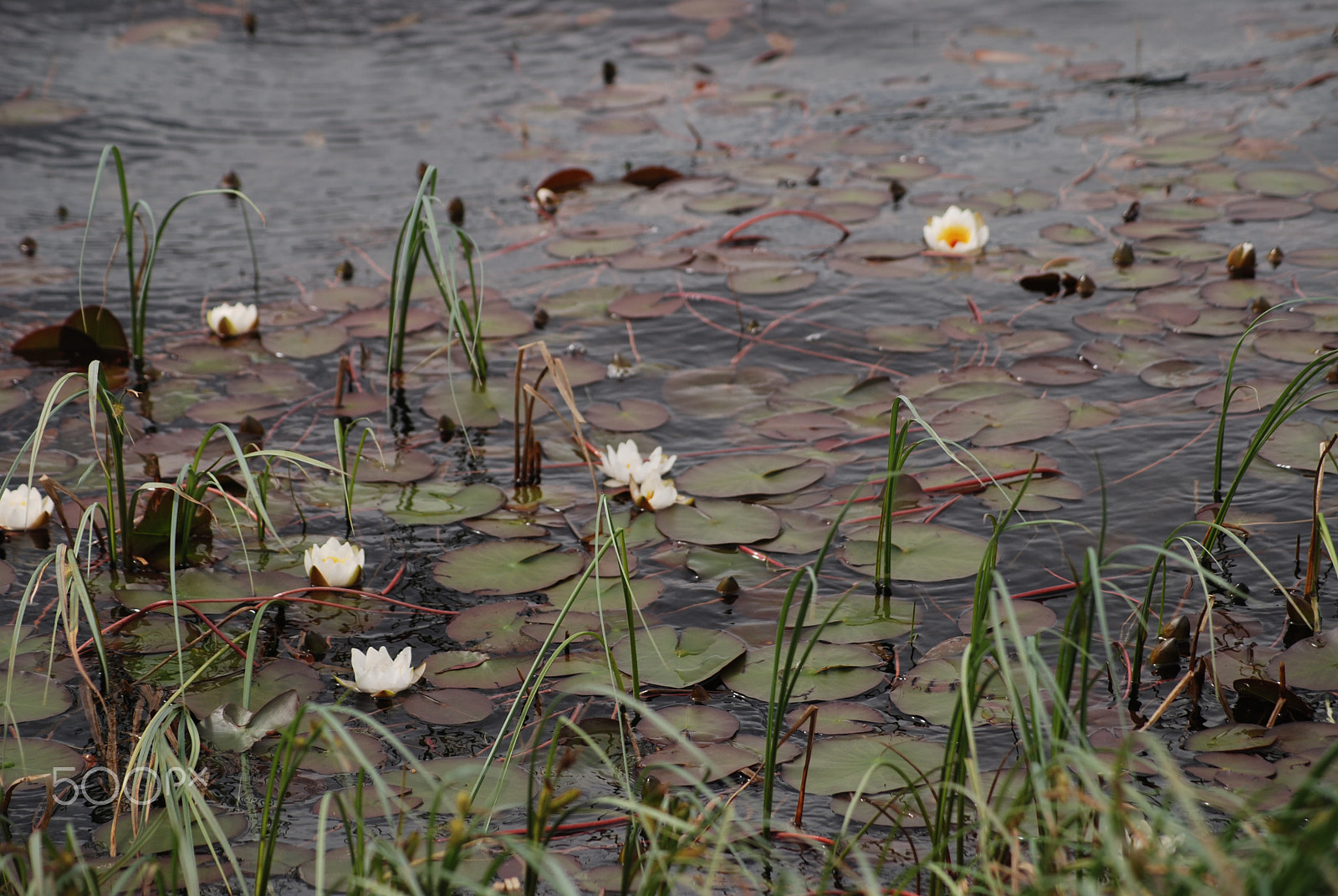 Nikon D80 sample photo. W.t.rolfsen photography