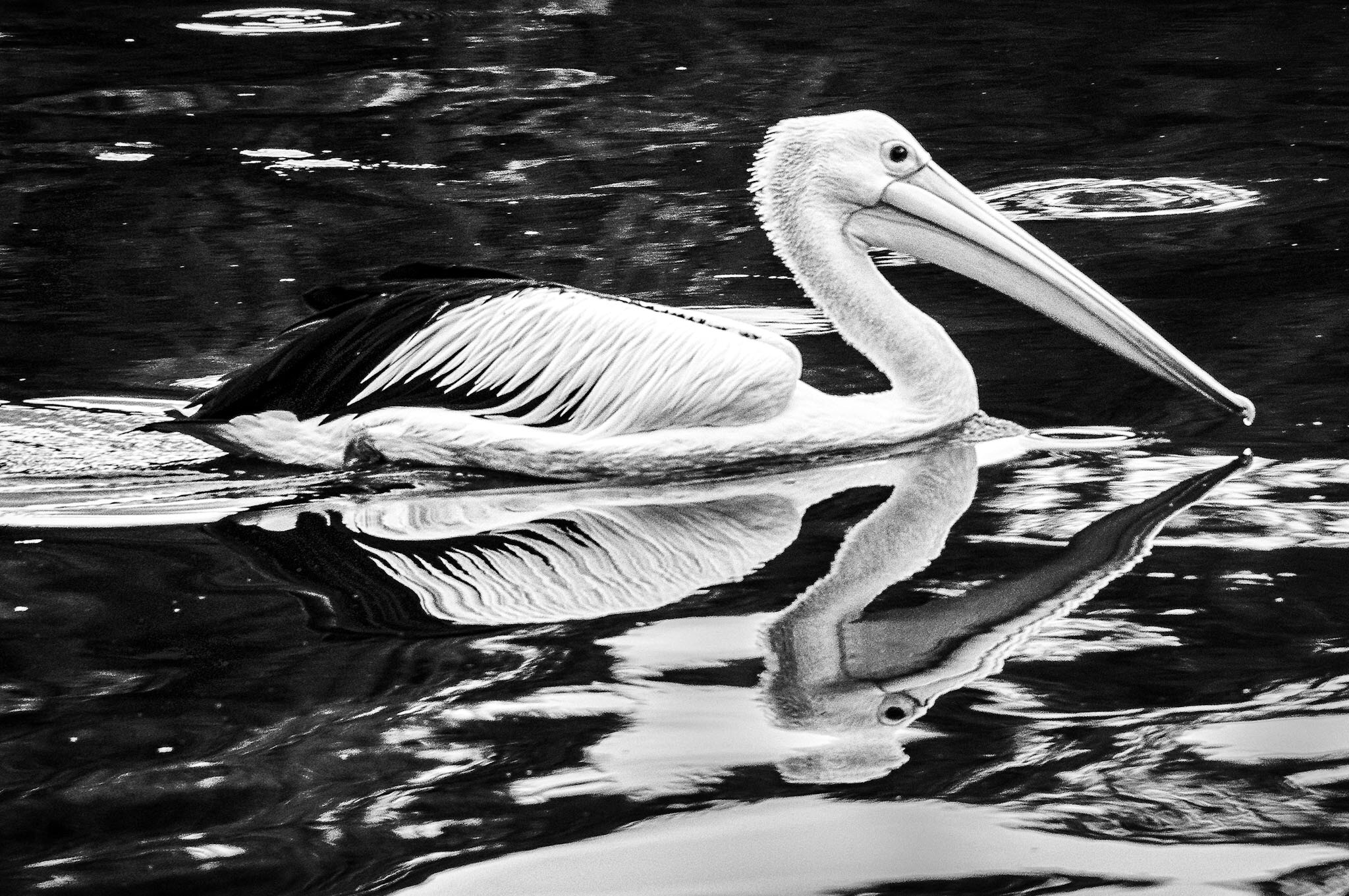 Sony E 18-200mm F3.5-6.3 OSS sample photo. The pelican photography