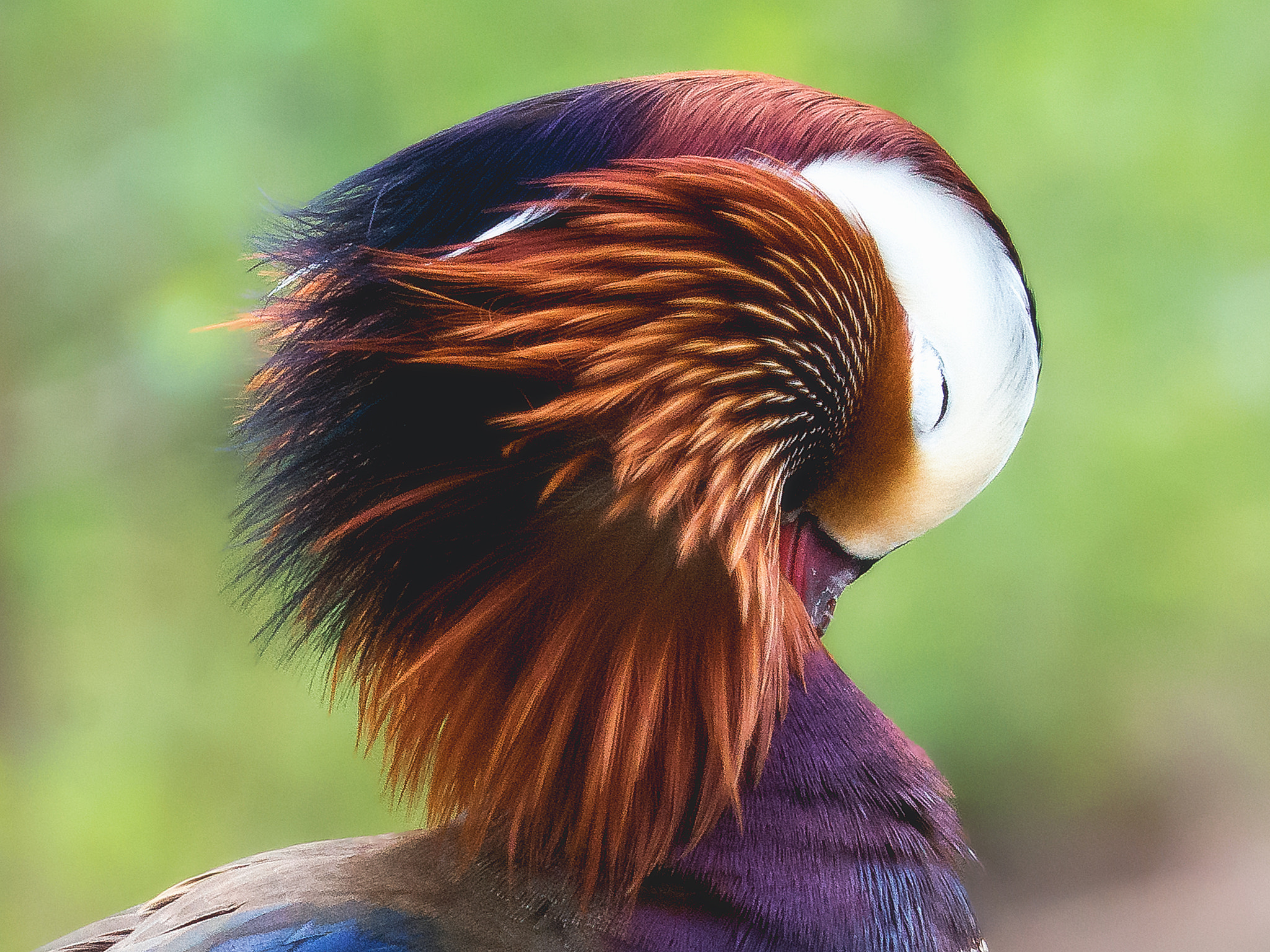 Nikon D800 sample photo. Portrait of mandarin duck (male) photography