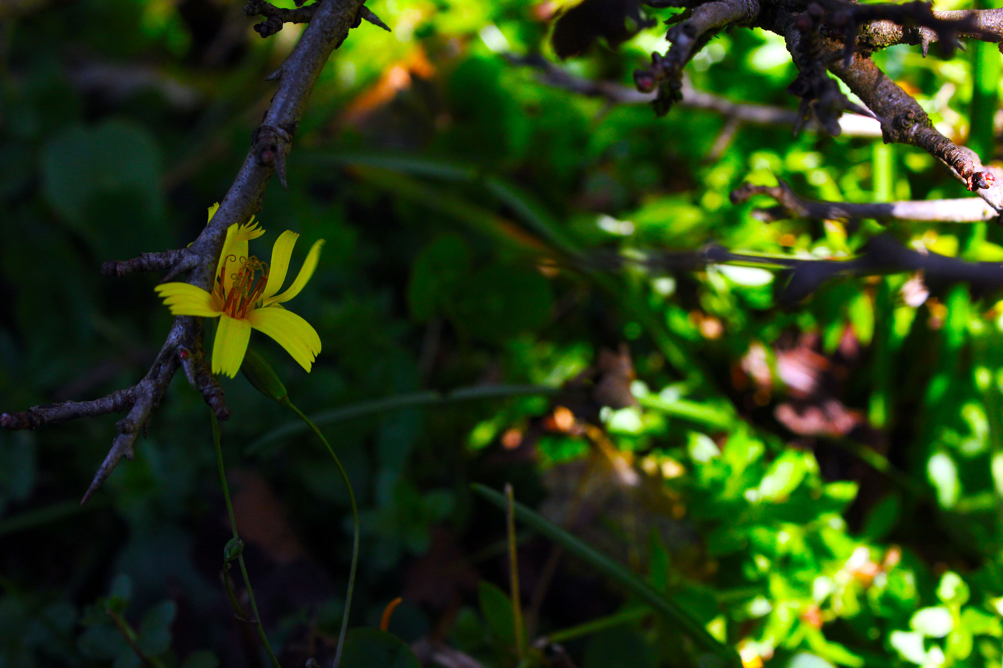 Canon EOS 550D (EOS Rebel T2i / EOS Kiss X4) sample photo. Fire inside. photography