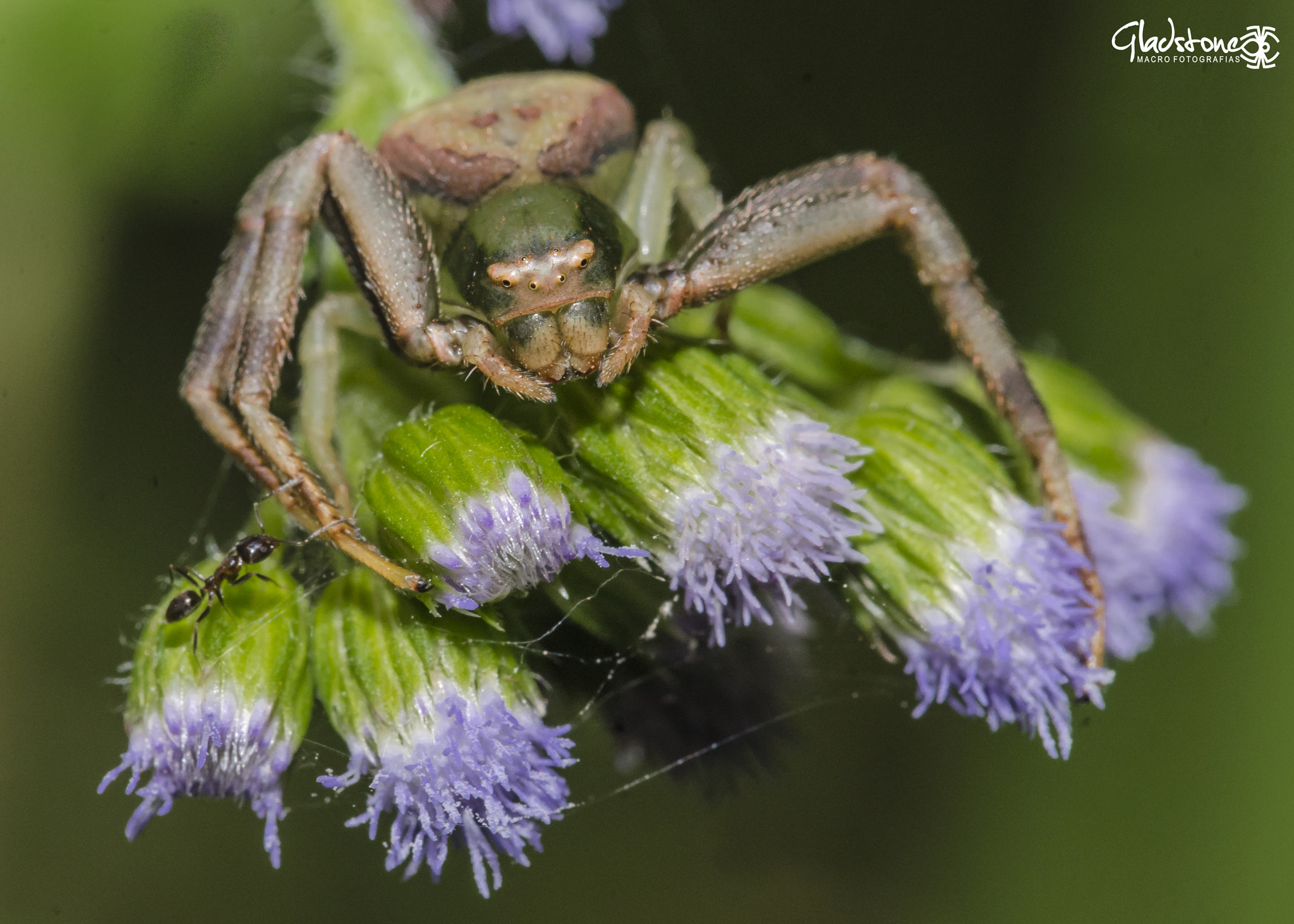Sigma 105mm F2.8 EX DG OS HSM sample photo. Dsc photography