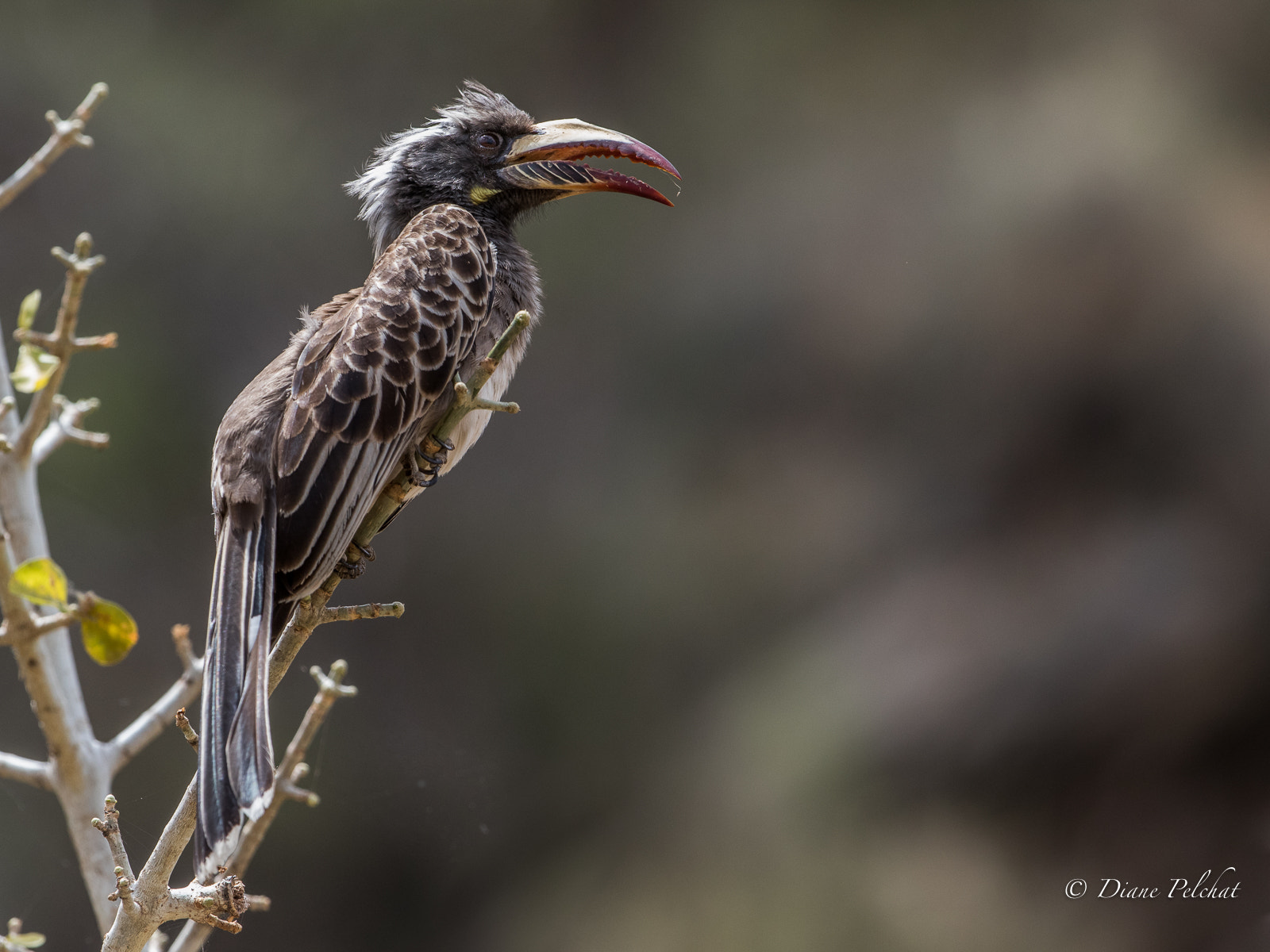 Canon EF 300mm F2.8L IS II USM sample photo. Africain grey hornbill- version 2 photography