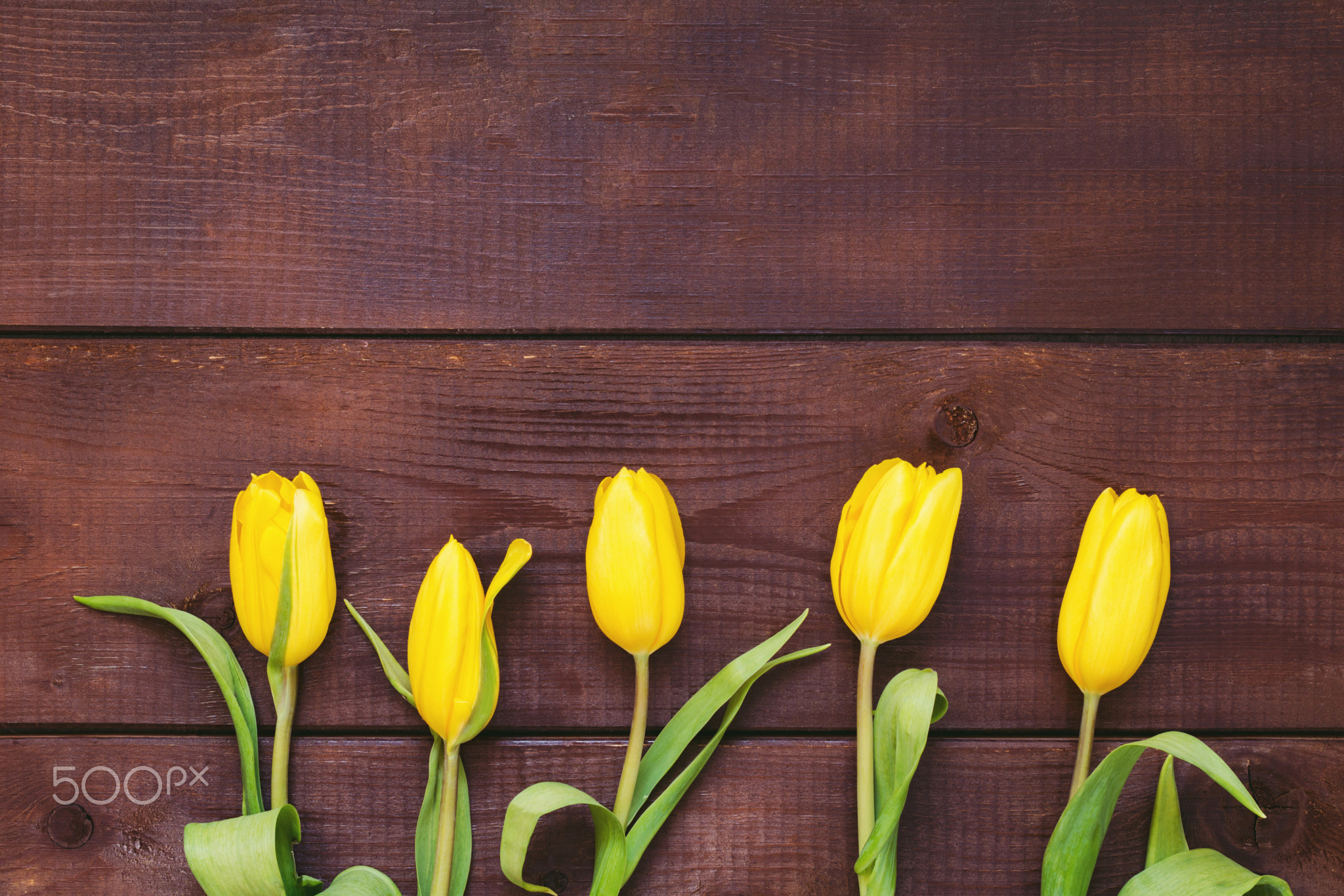 Yellow tulips over wooden background